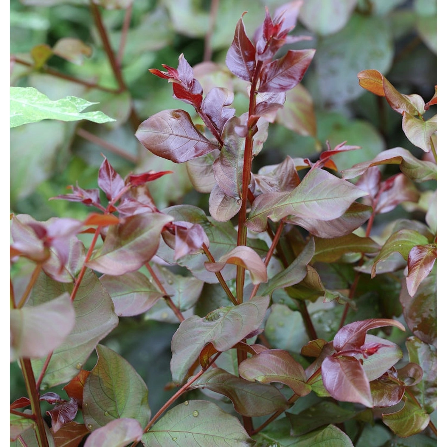 Chinesische Kräuselmyrte Rhapsody in Pink 20-30cm - Lagerstroemia indica günstig online kaufen