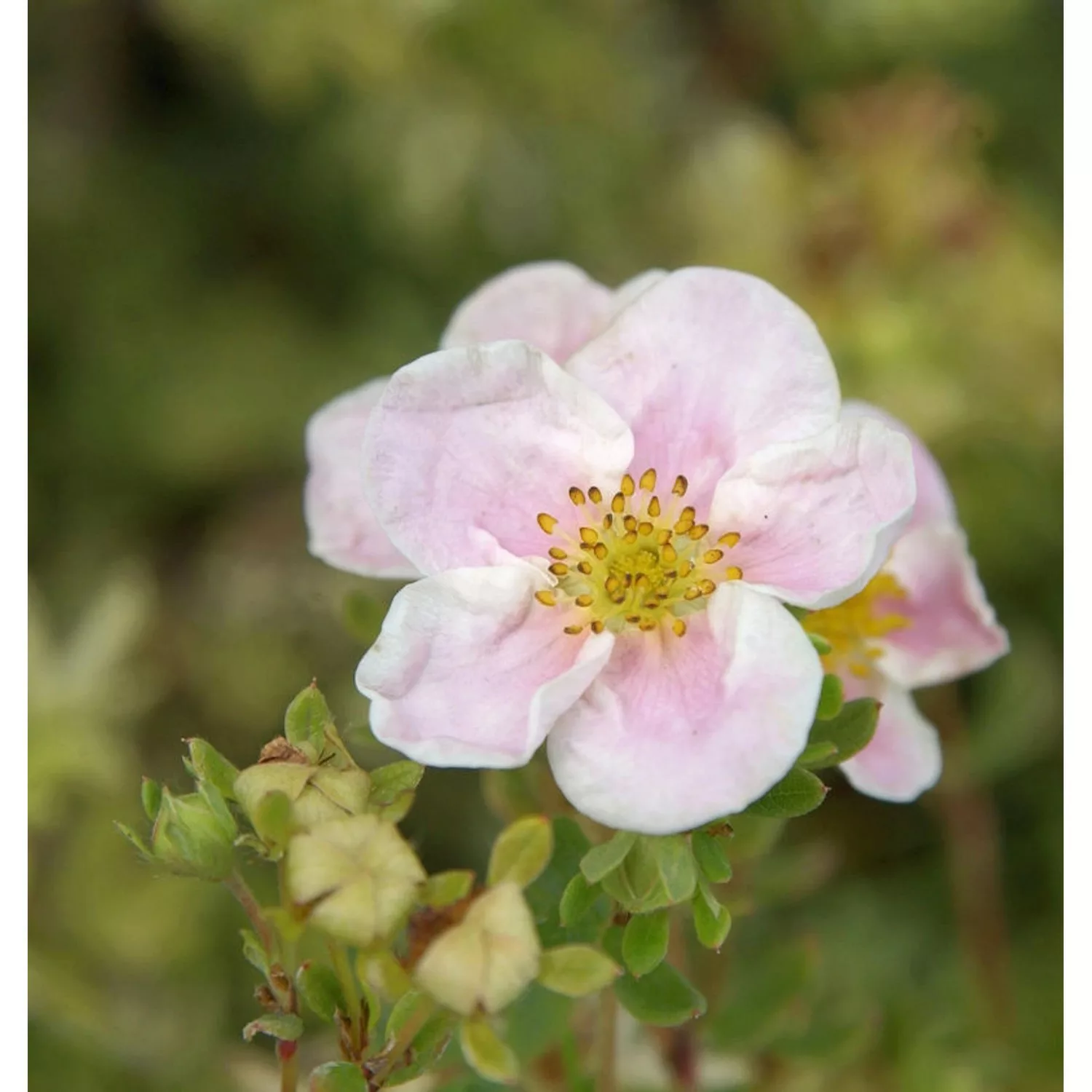 10x Fünffingerstrauch Princess - Potentilla fruticosa günstig online kaufen