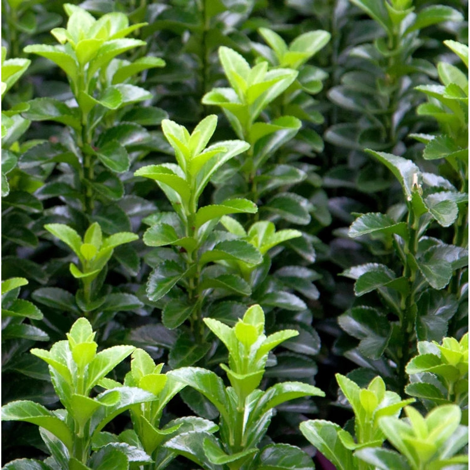 Kugelschnitt Japanspindel Green Wonder 25-30cm - Euonymus japonicus günstig online kaufen