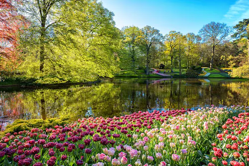 Papermoon Fototapete »GARTEN-BLUMEN BÄUME PFLANZEN STEINE WALD PARK BLÜTEN« günstig online kaufen