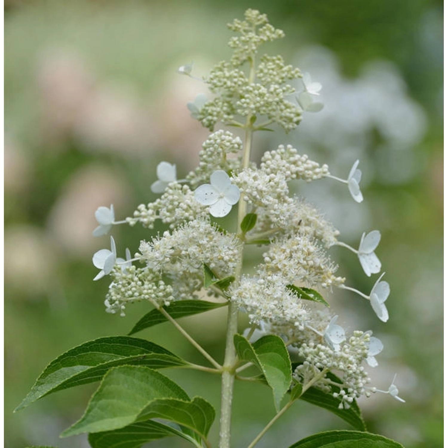 Hochstamm Rispen Hortensie Kyushu 100-125cm - Hydrangea paniculata günstig online kaufen