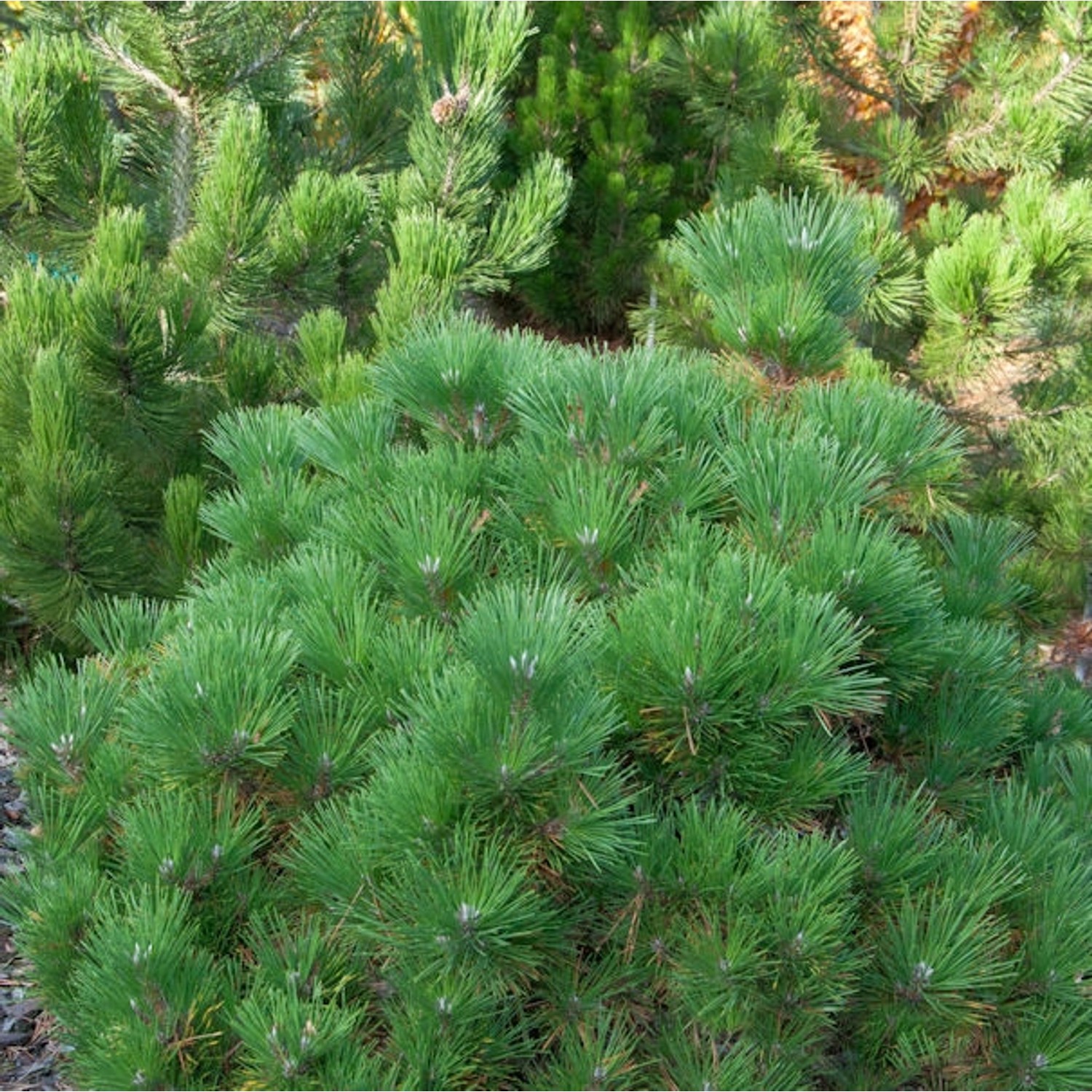 Japanische Schwarzkiefer Maijima 25-30cm - Pinus thunbergii günstig online kaufen