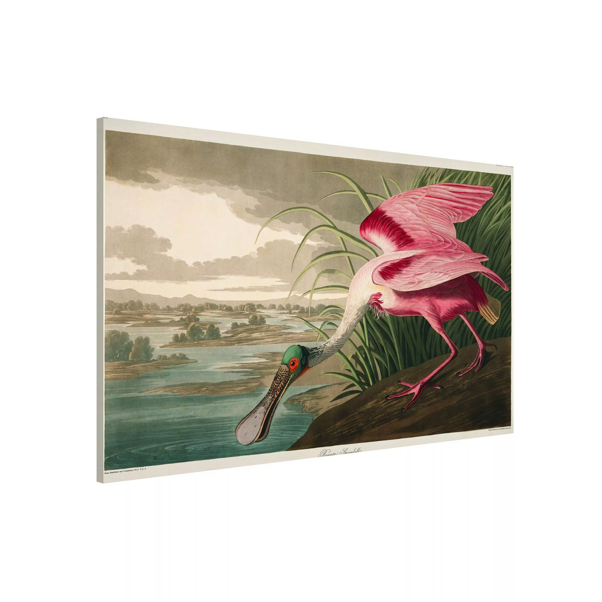 Magnettafel Natur & Landschaft - Querformat 3:2 Vintage Lehrtafel Rosa Stör günstig online kaufen