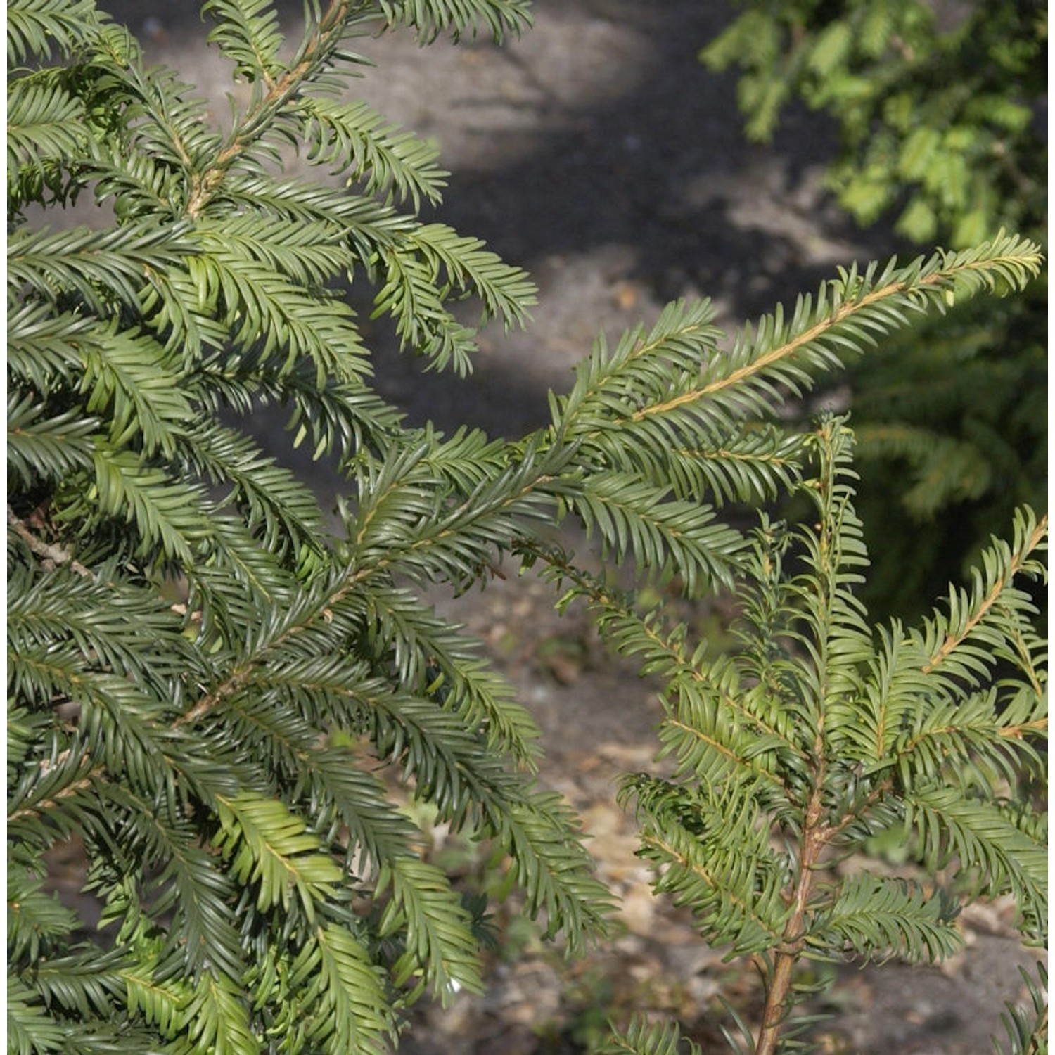 Heimische Eibe Typ Tschechien 50-60cm - Taxus baccata günstig online kaufen