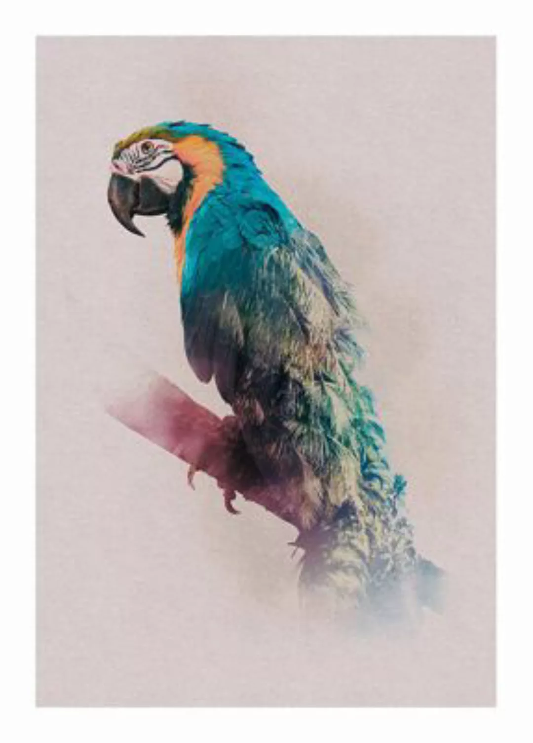 KOMAR Wandbild - Animals Paradise Parrot - Größe: 50 x 70 cm mehrfarbig Gr. günstig online kaufen