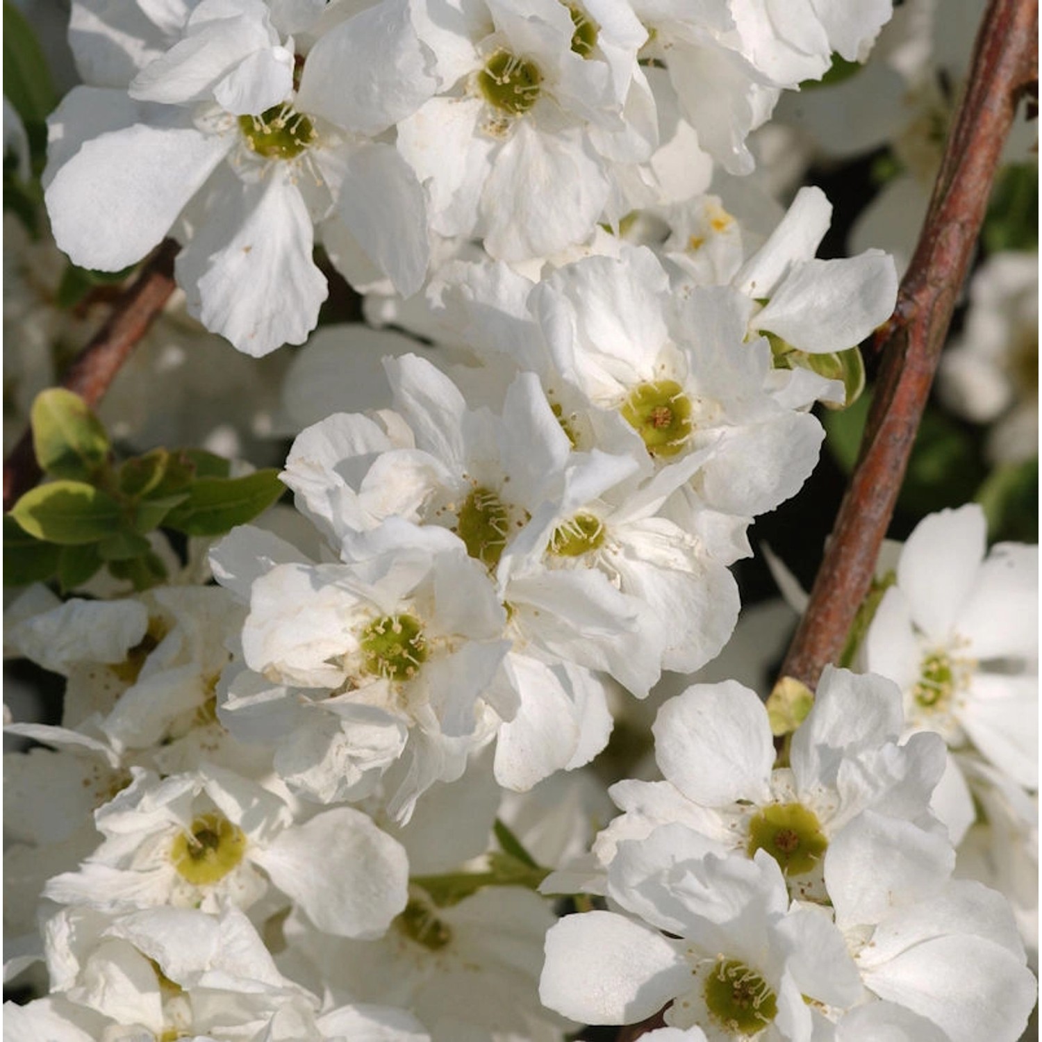 Kleine Prunkspiere The Bride 100-125cm - Exochorda macrantha günstig online kaufen