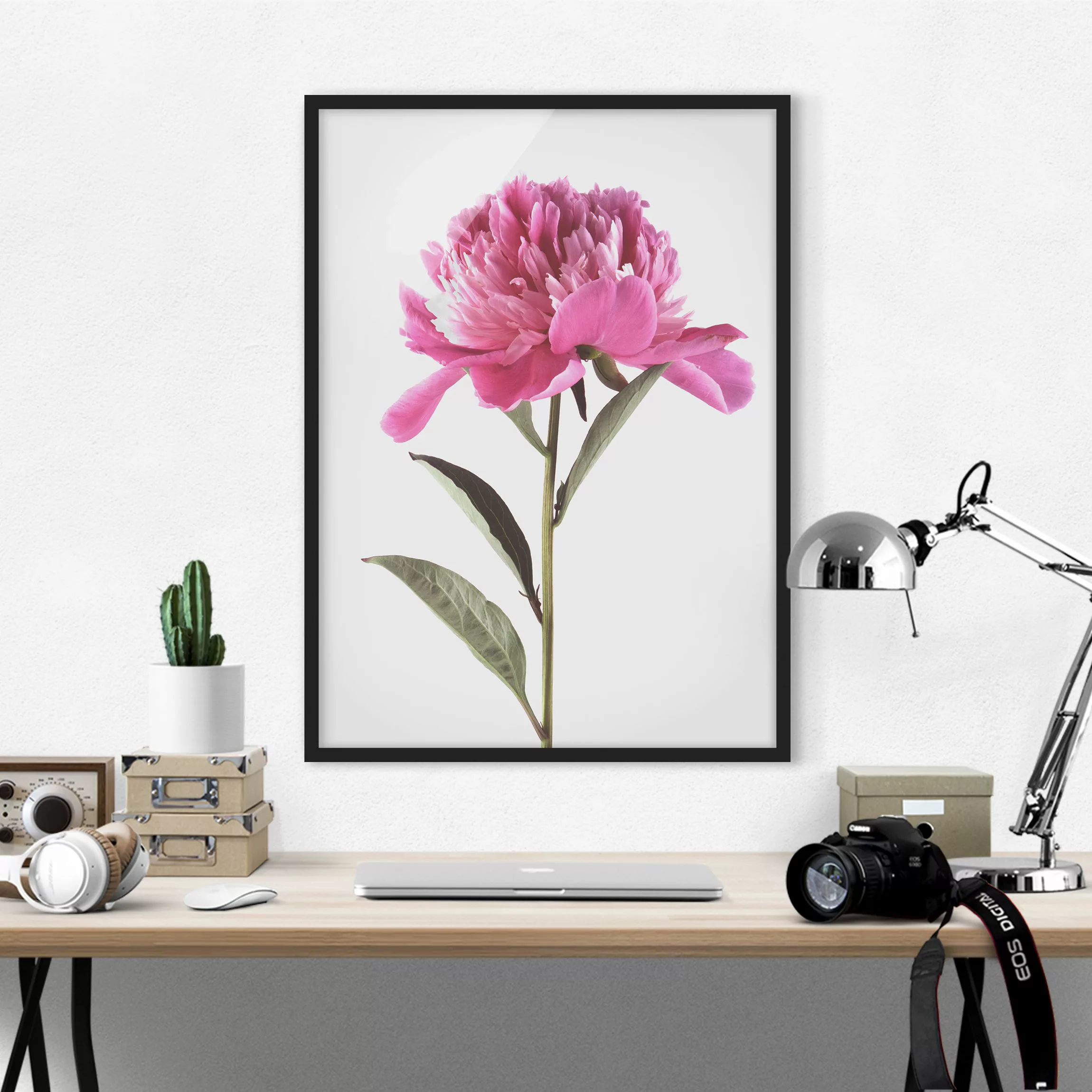 Bild mit Rahmen Blumen - Hochformat Blühende Pfingstrose Pink auf Weiß günstig online kaufen