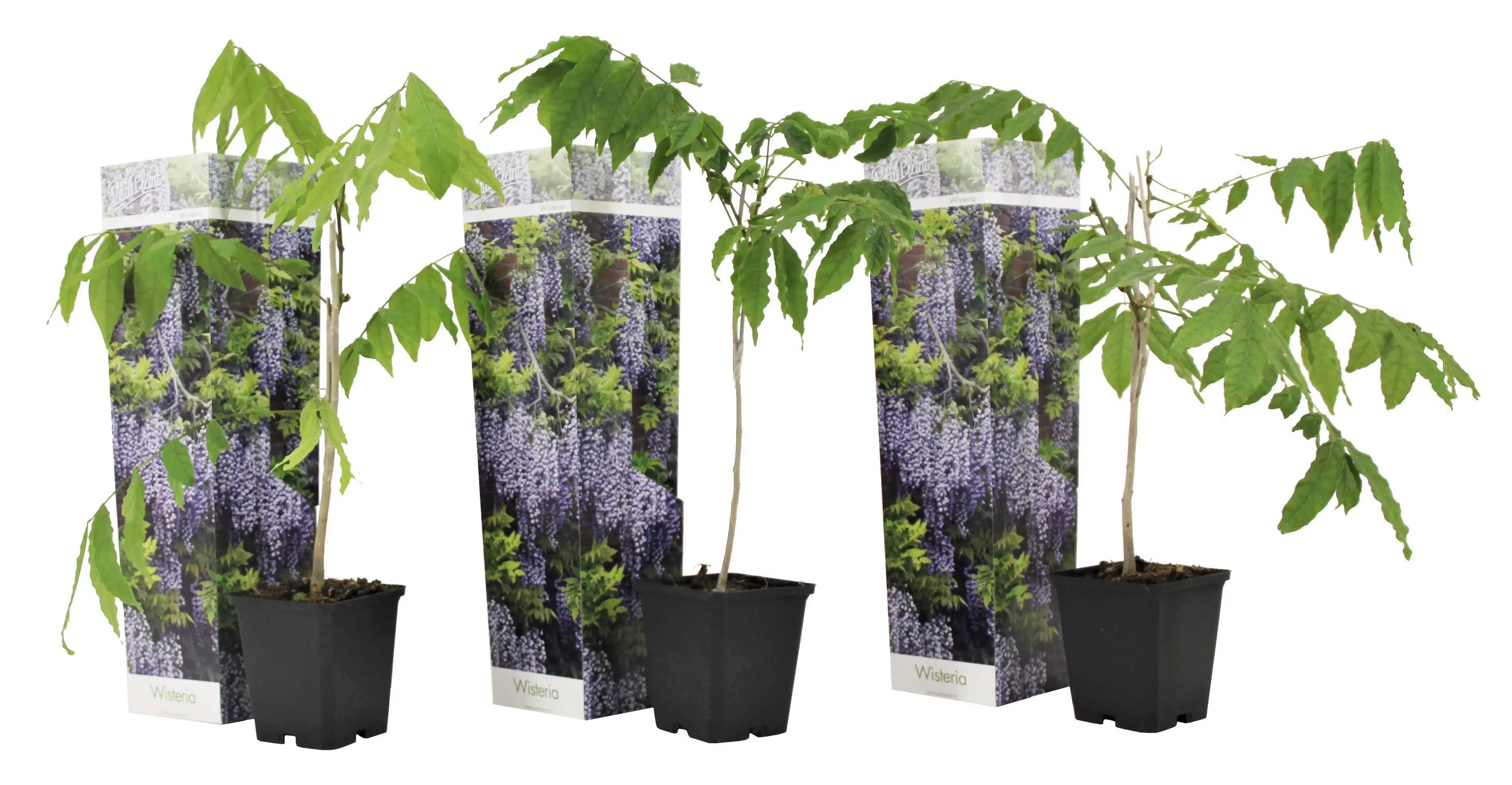 Perfect Plant | Set mit 3 Glyzinien Glyzinienpflanzen günstig online kaufen