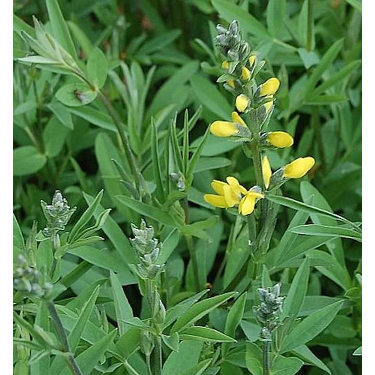 Chinesische Fuchsbohne - Thermopsis chinensis günstig online kaufen