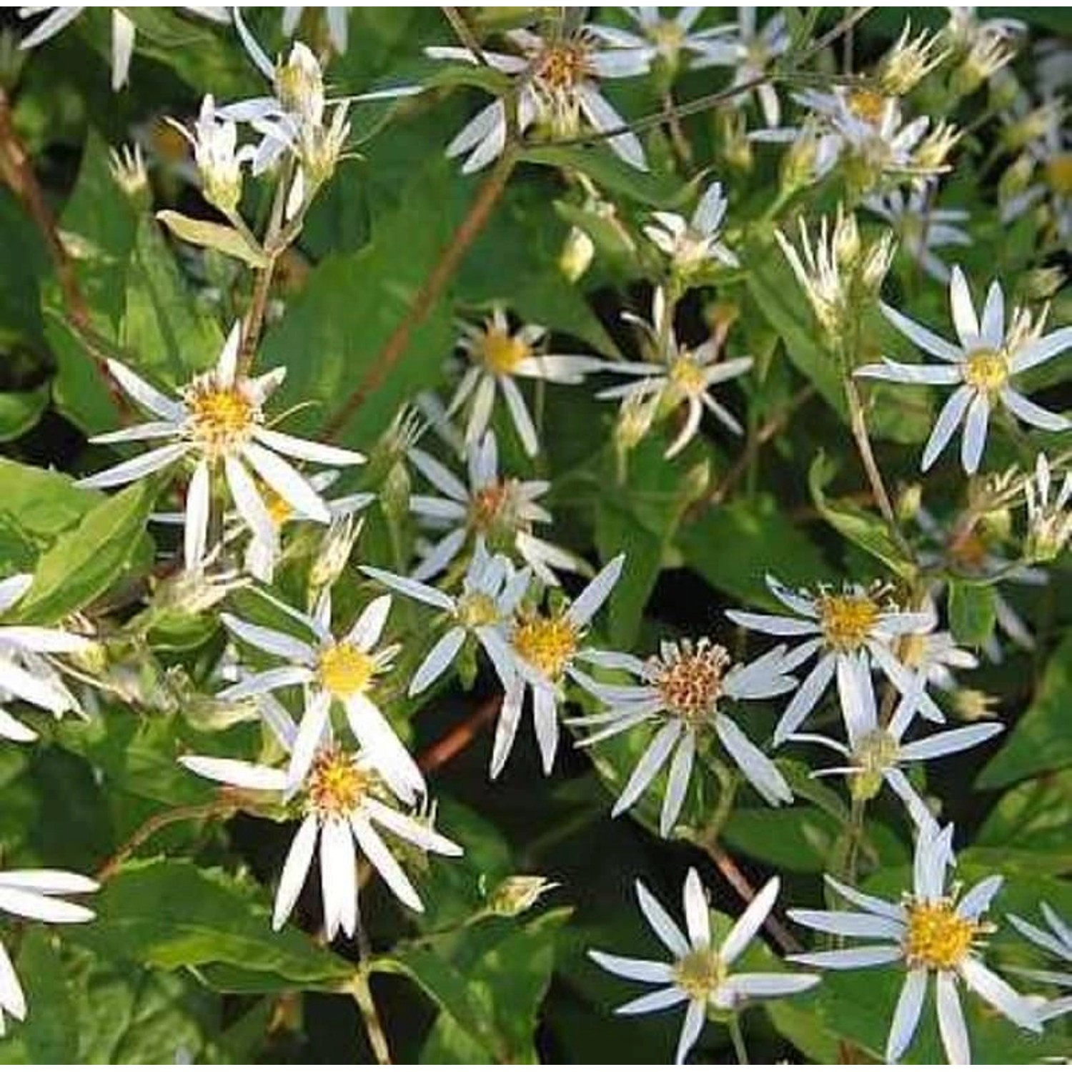 Waldaster - Aster divaricatus günstig online kaufen