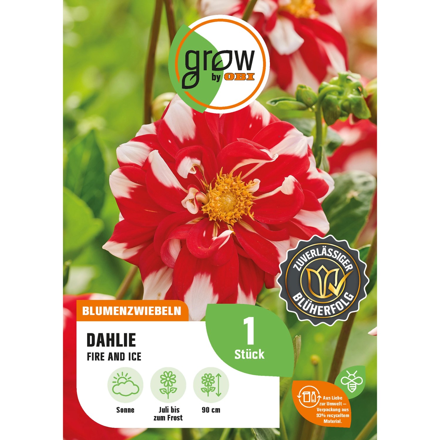 GROW by OBI Dahlie Fire and Ice Höhe ca. 90 cm günstig online kaufen