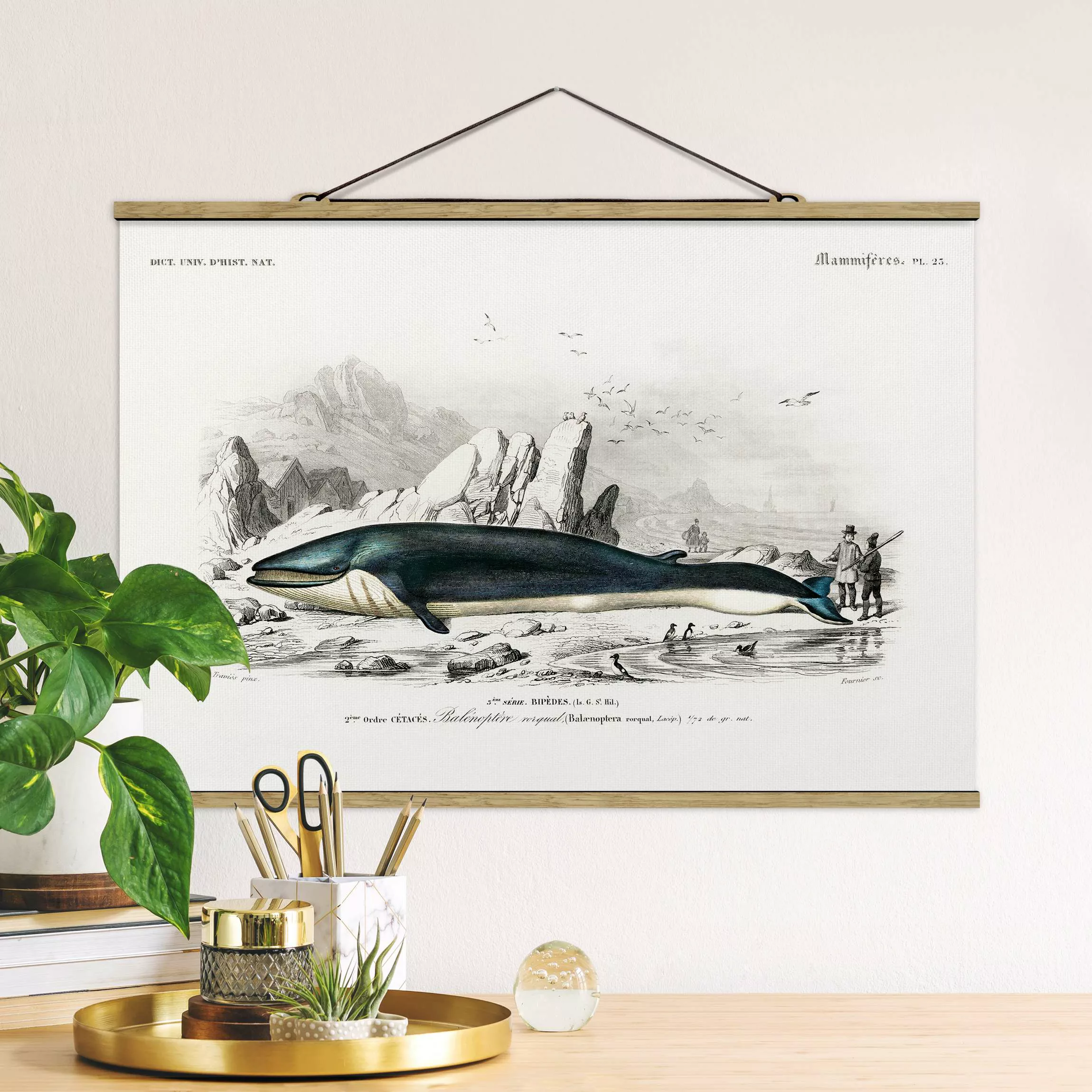 Stoffbild Tiere mit Posterleisten - Querformat Vintage Lehrtafel Blauer Wal günstig online kaufen