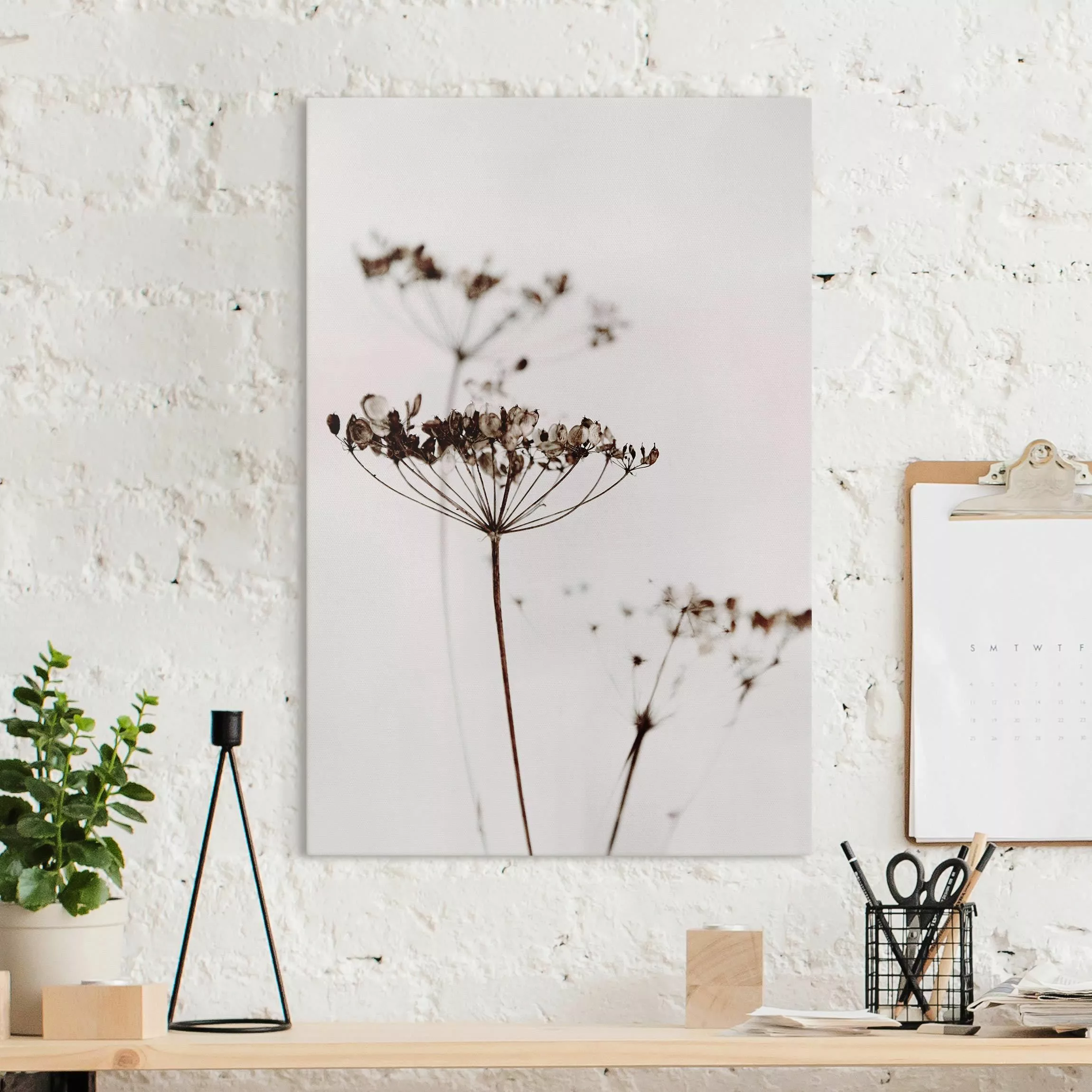 Leinwandbild Trockenblume im Schatten günstig online kaufen