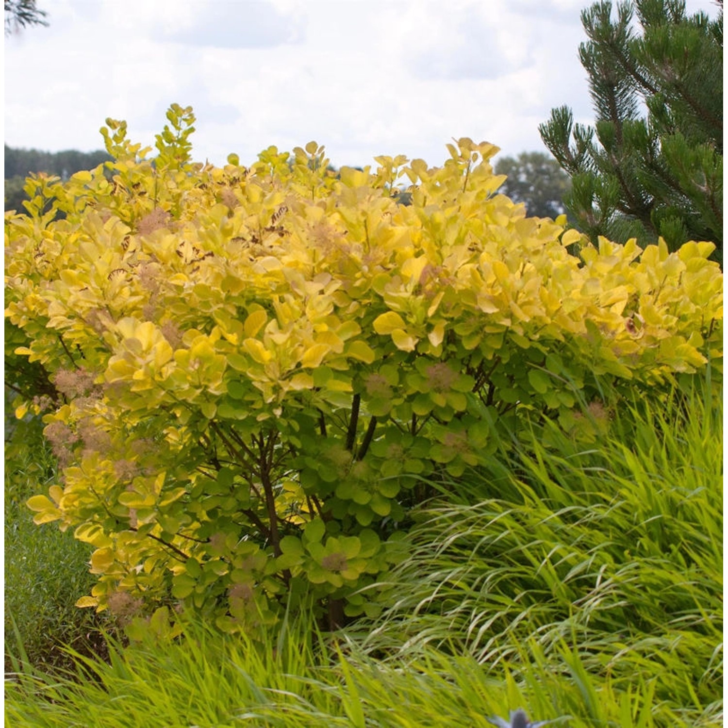 Perückenstrauch Golden Spirit 125-150cm - Cotinus coggygria günstig online kaufen