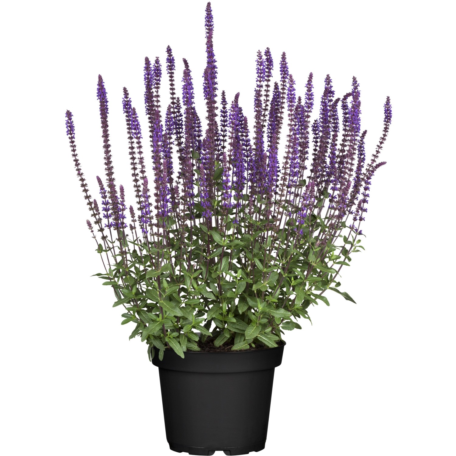 GROW by OBI Steppen-Salbei Violett Topf-Ø ca. 13 cm Salvia günstig online kaufen