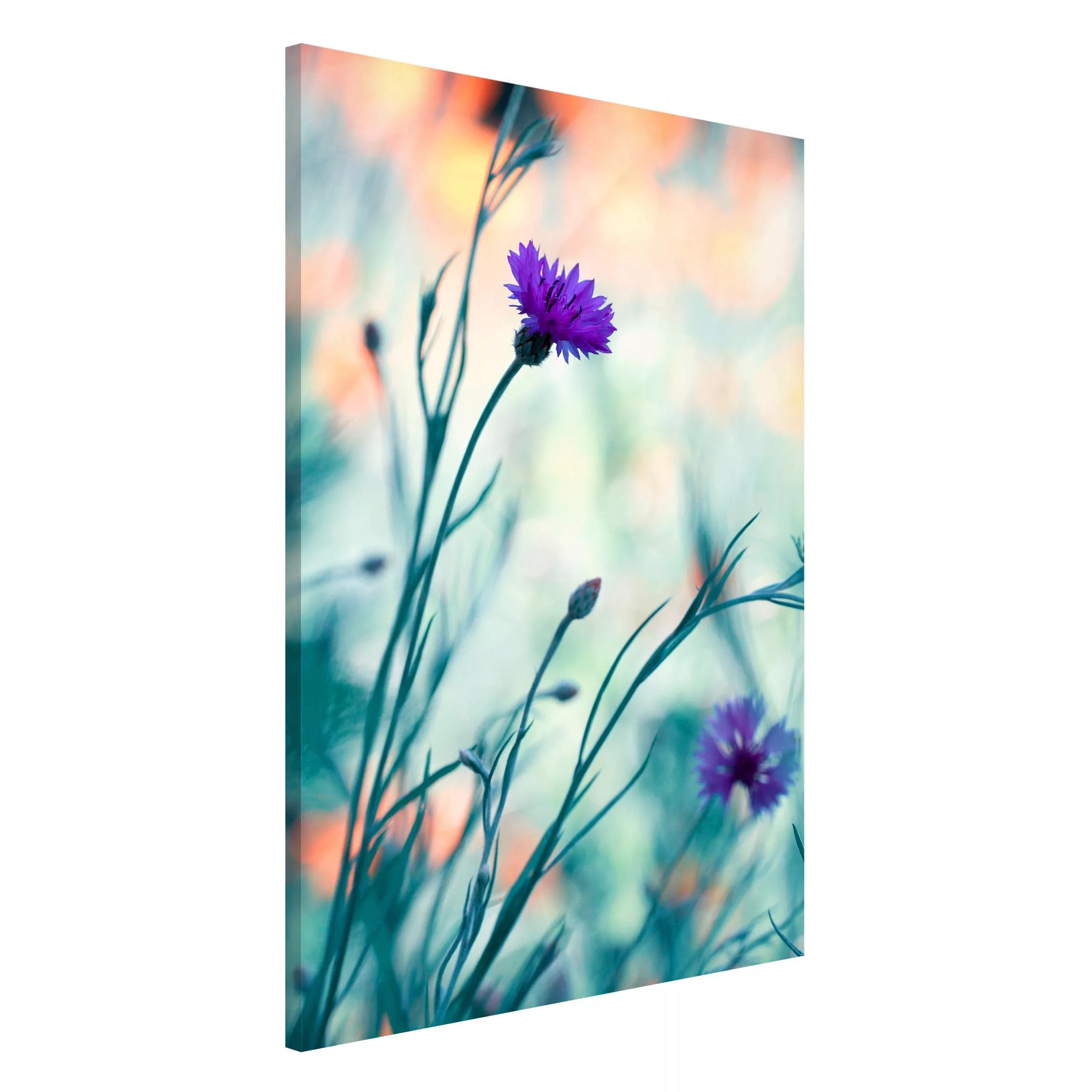 Magnettafel Blumen - Hochformat 2:3 Kornblumen günstig online kaufen