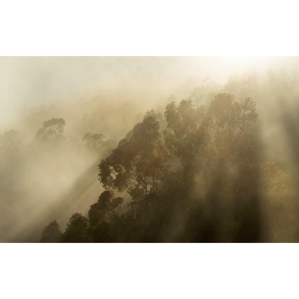 Komar Fototapete »Digitaldruck Vlies - Foggy Sunshine - Größe 400 x 250 cm« günstig online kaufen