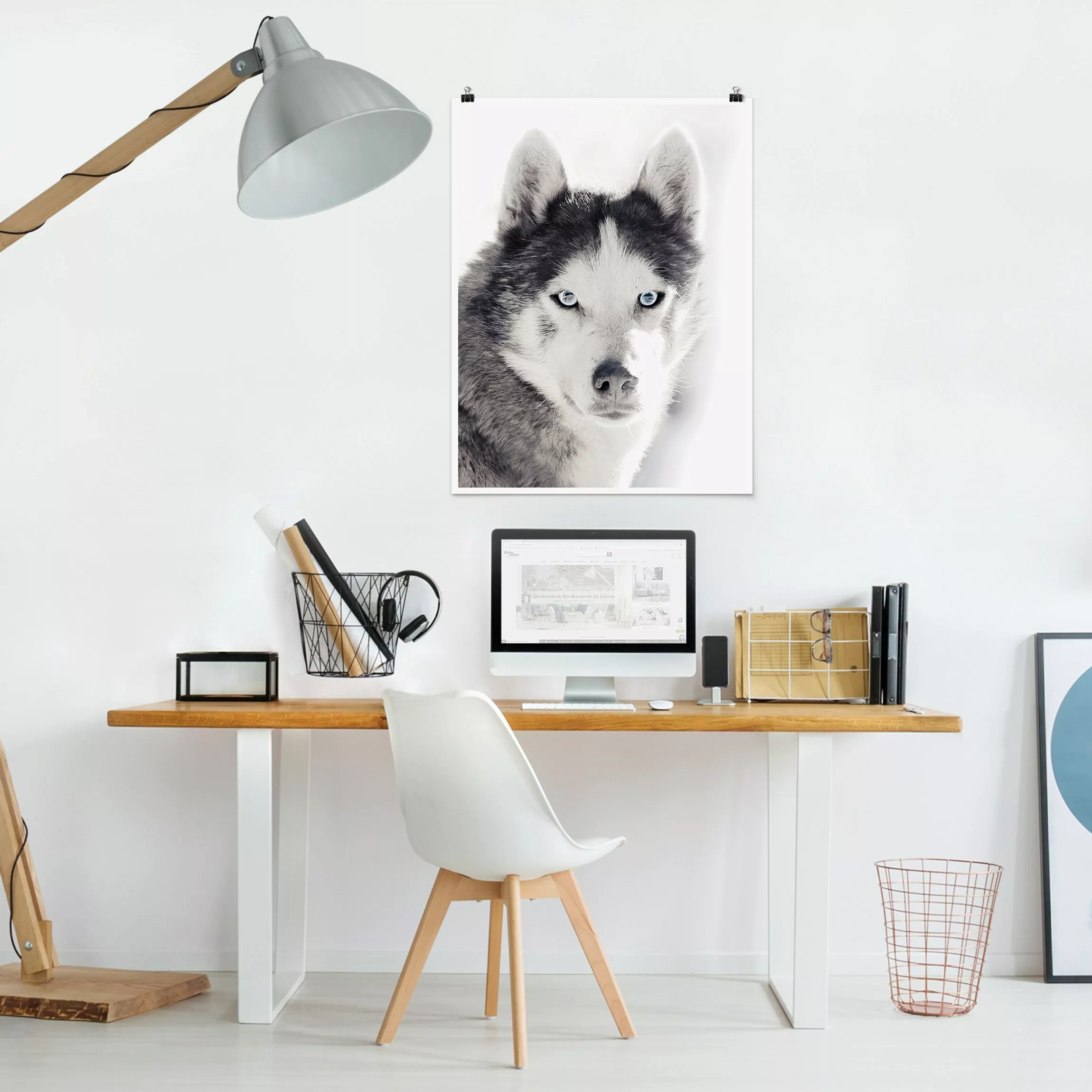 Poster Husky Portrait günstig online kaufen