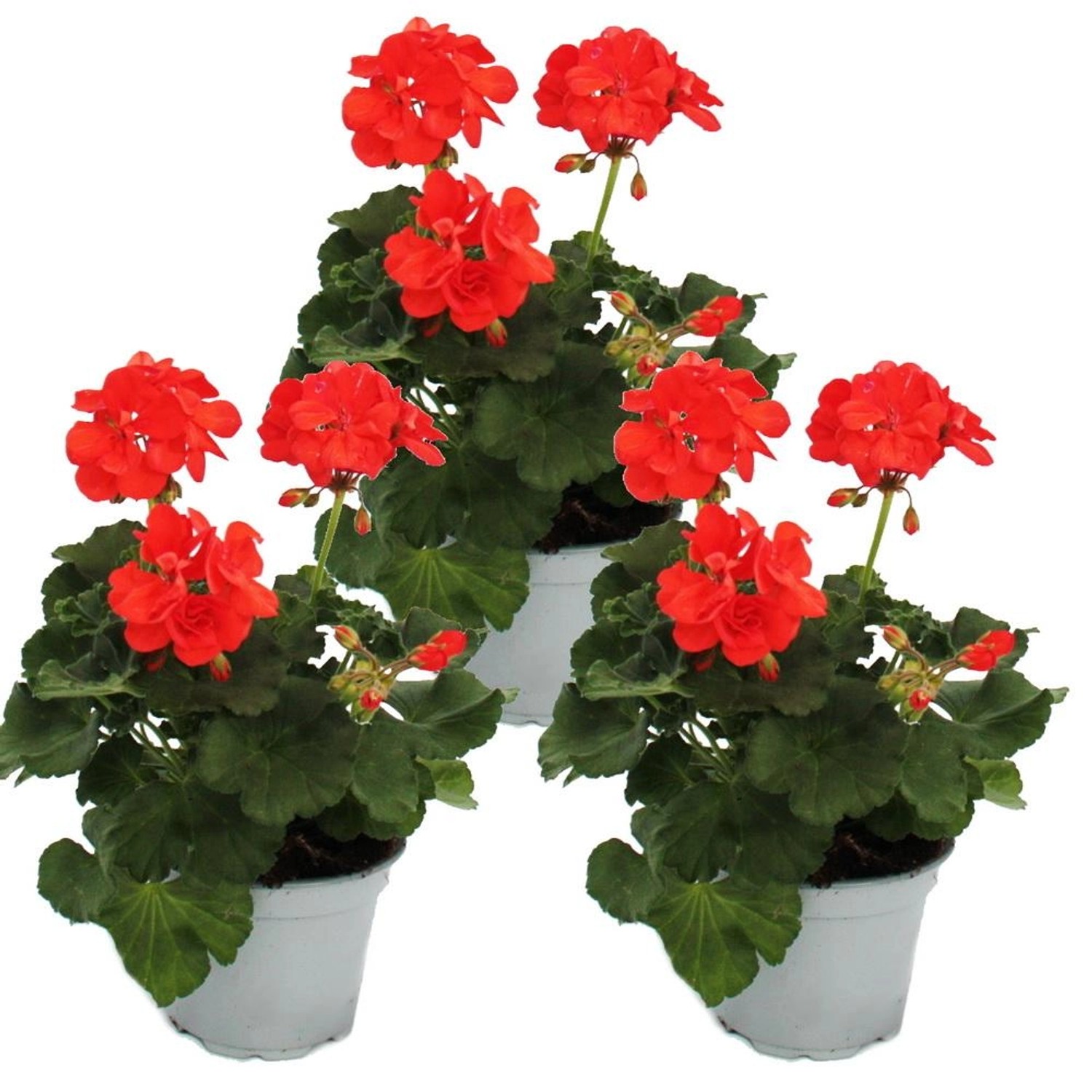 Exotenherz Geranien Stehend Pelargonium Zonale 12cm Topf Set mit 3 Pflanzen günstig online kaufen