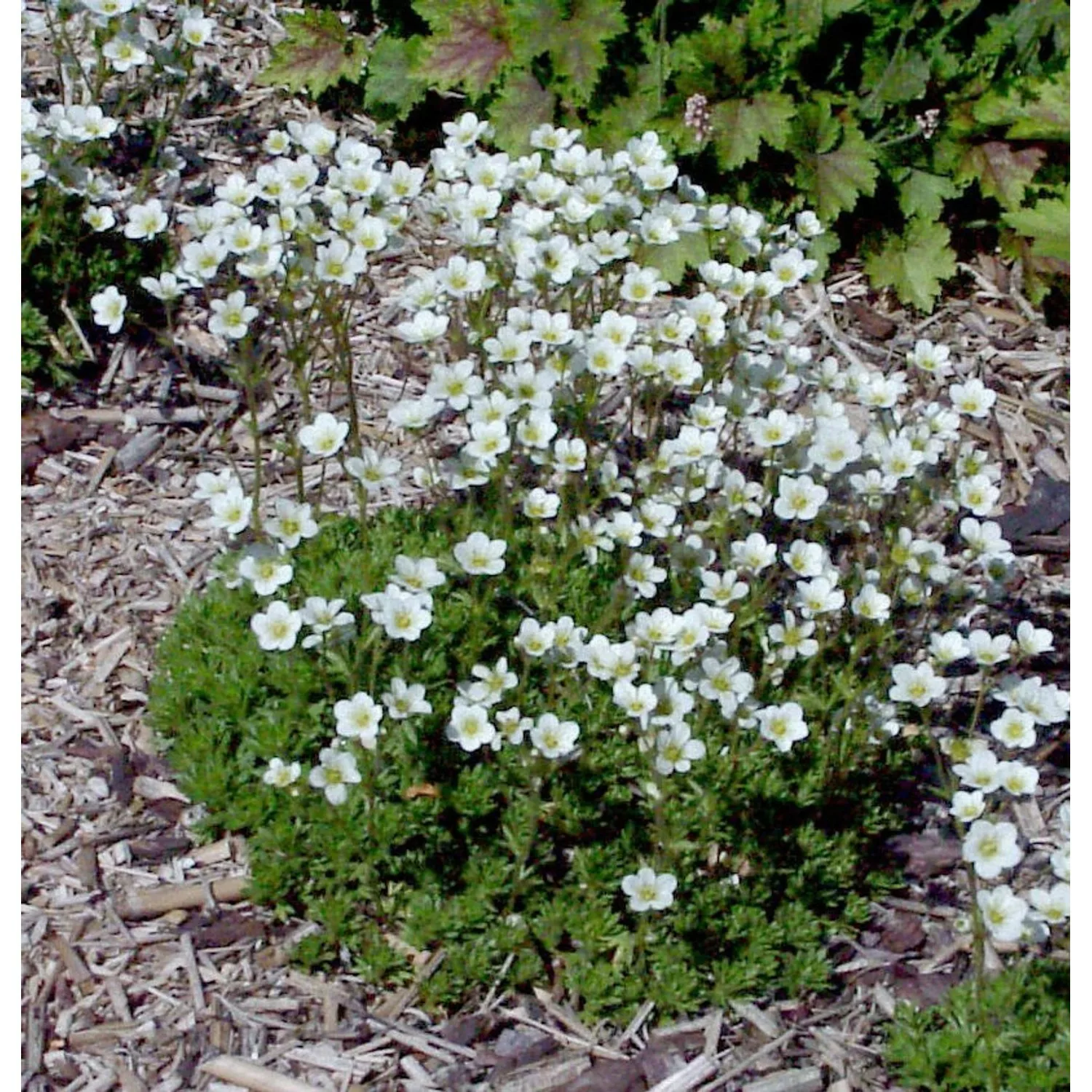 Moossteinbrech Schneeteppich - Saxifraga Arendsii günstig online kaufen