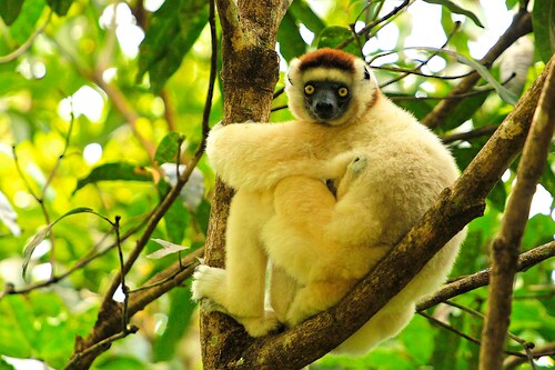 Papermoon Fototapete »MAKI LEMOR MIT BABY-MADAGASKAR AFFE TIERE BAUM« günstig online kaufen