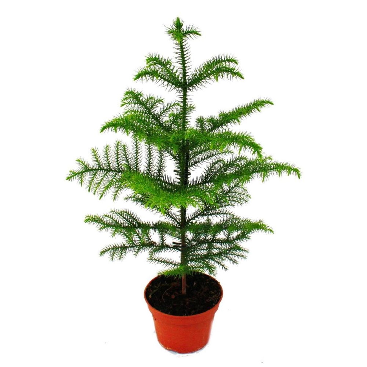 Exotenherz Zimmertanne Araucaria Heterophylla 15cm Topf ca. 40-50cm Hoch günstig online kaufen