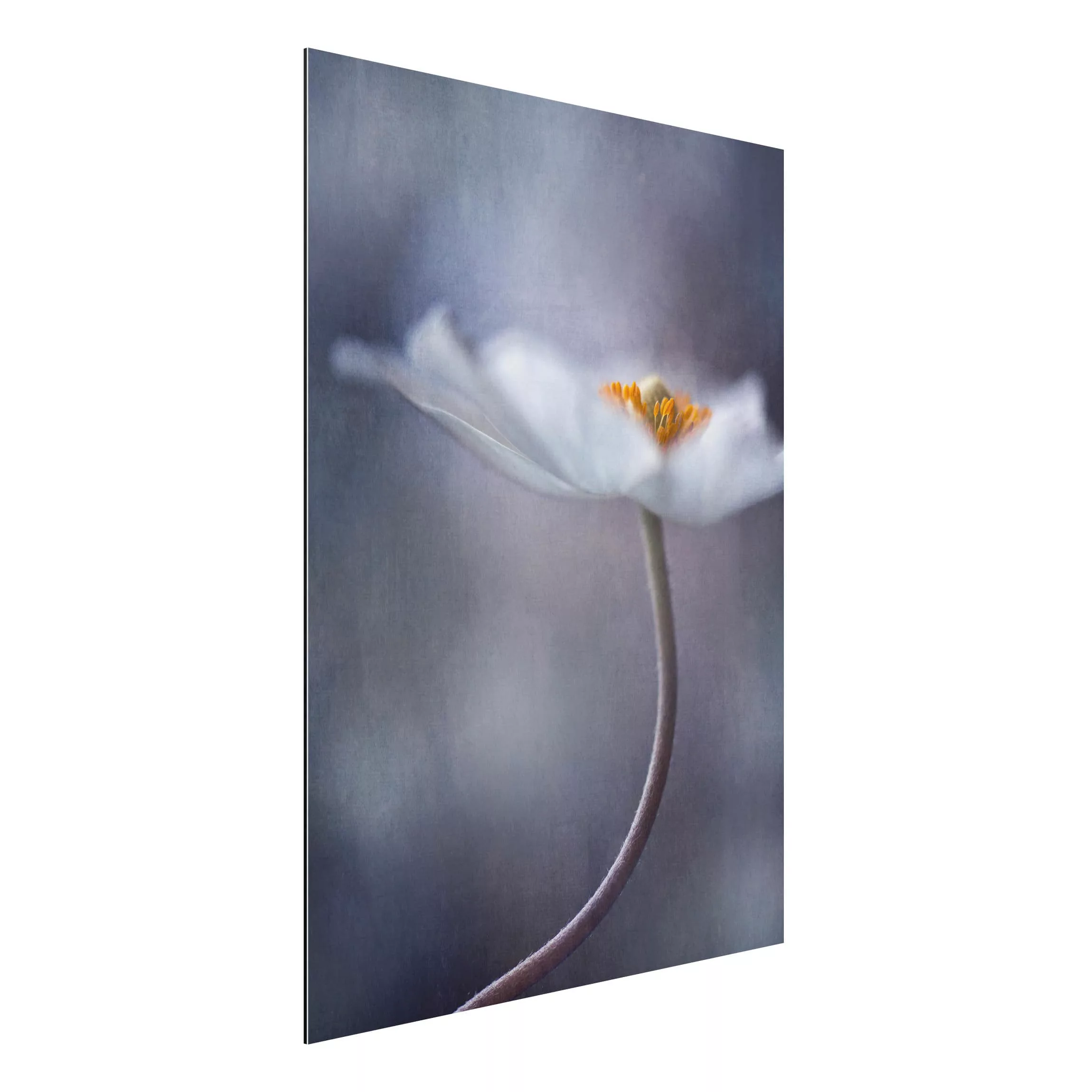 Alu-Dibond Bild Blumen - Hochformat 3:4 Weiße Anemonenblüte günstig online kaufen