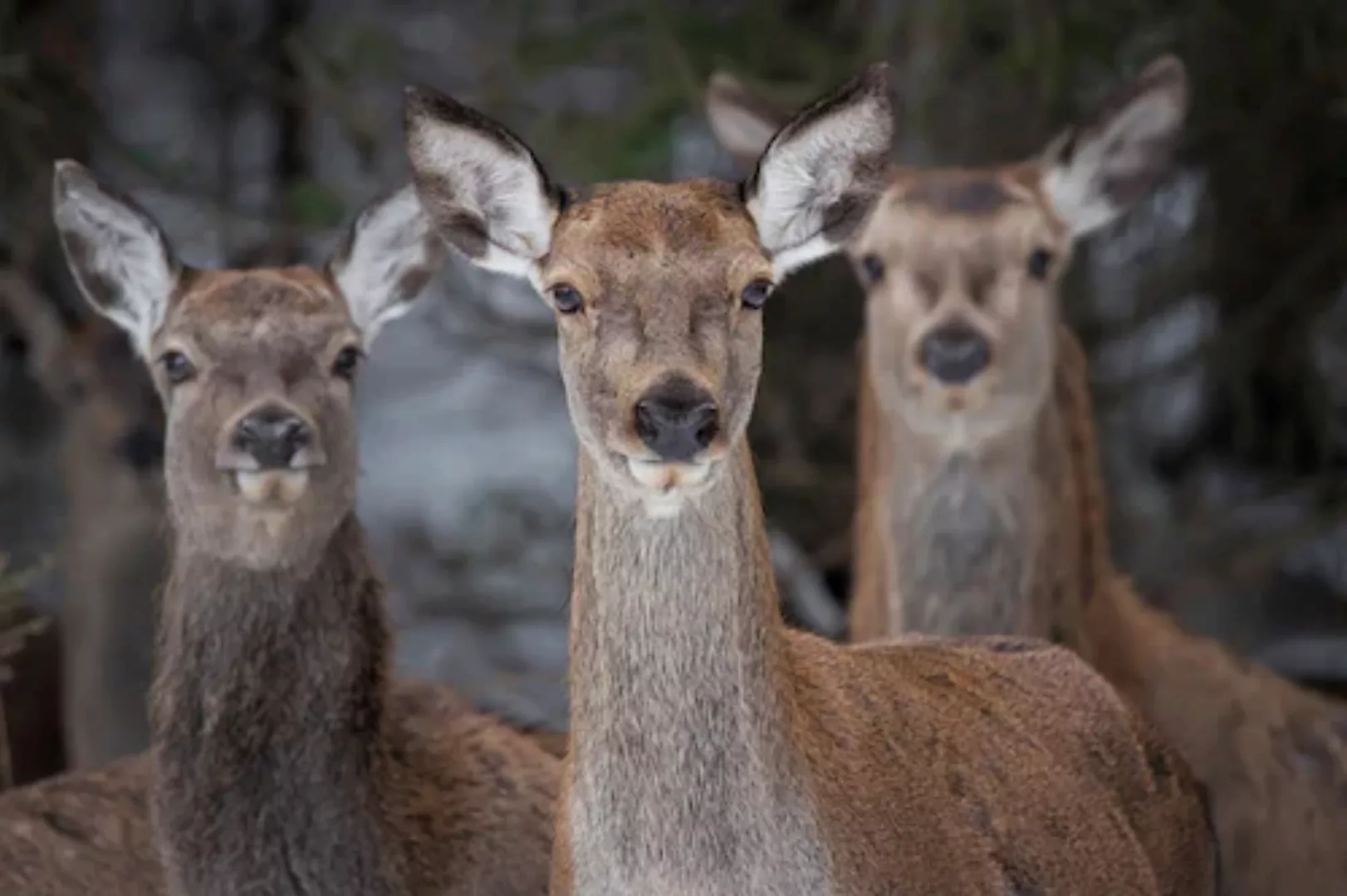 Papermoon Fototapete »Rehe im Wald« günstig online kaufen