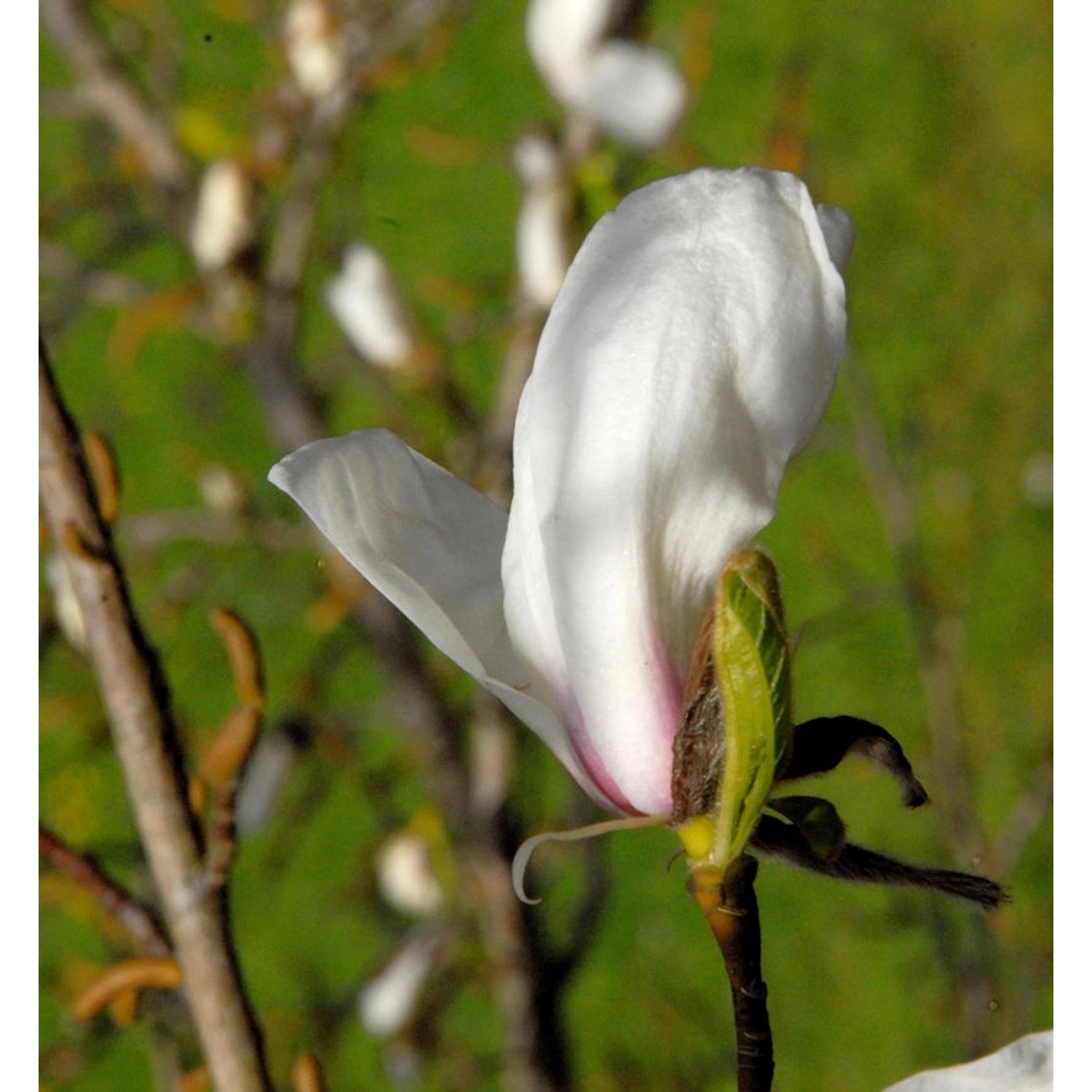 Kleine Sternmagnolie rosa 40-60cm - Magnolia stellata günstig online kaufen