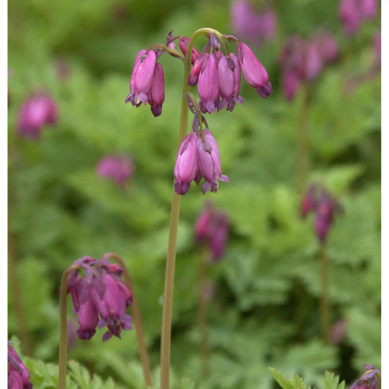 Zwergherzblume Bountiful - Dicentra formosa günstig online kaufen