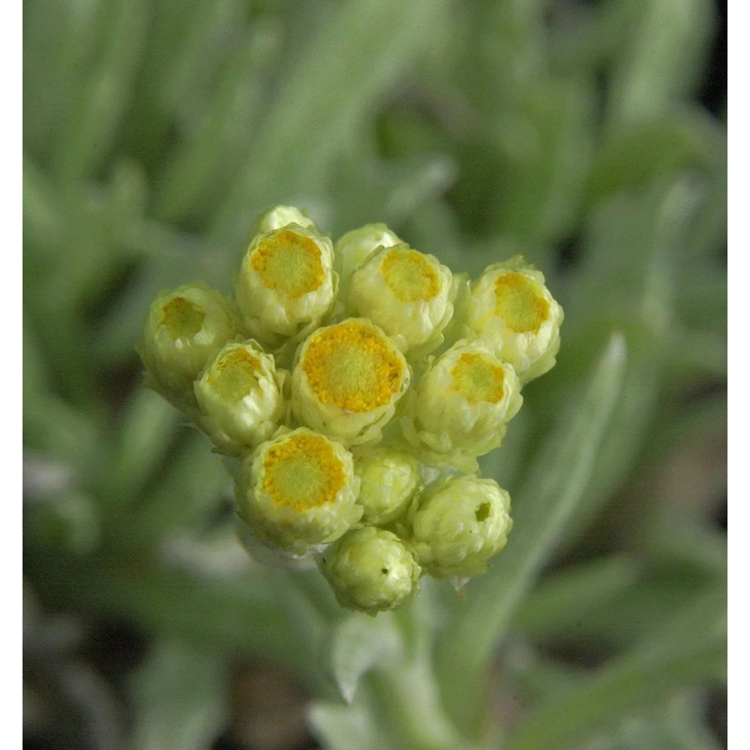 Garten Strohblume Schwefellicht - Helichrysum thianshanicum günstig online kaufen