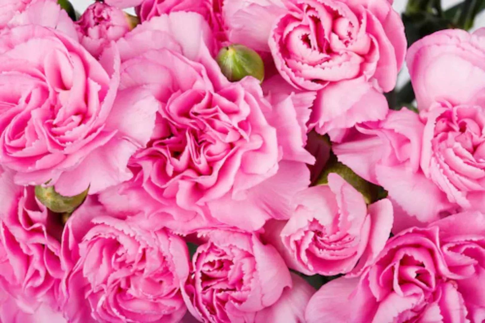 Papermoon Fototapete »Rosen rosa« günstig online kaufen