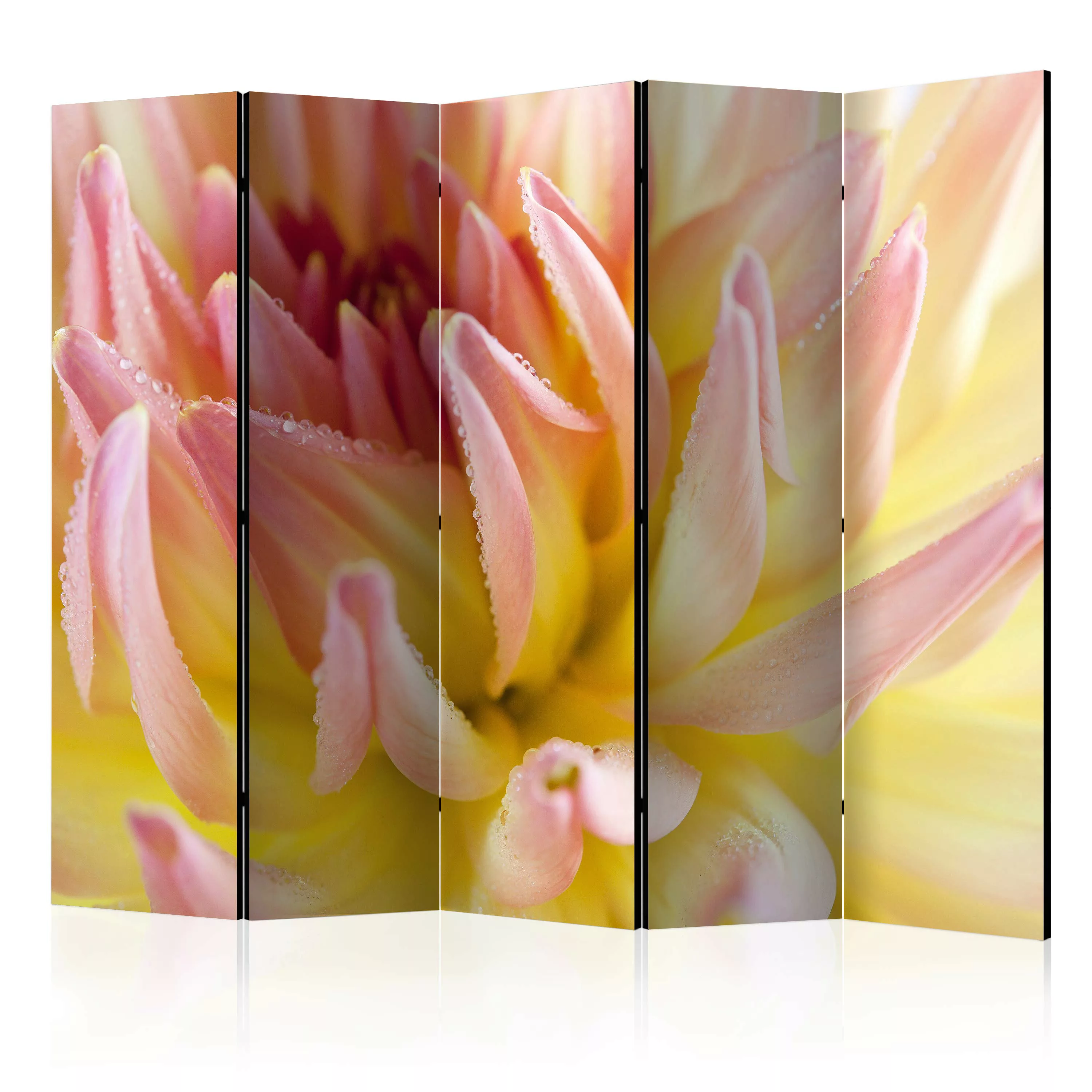 5-teiliges Paravent - Pastel Colored Dahlia Flower With Dew Drops Ii [room günstig online kaufen