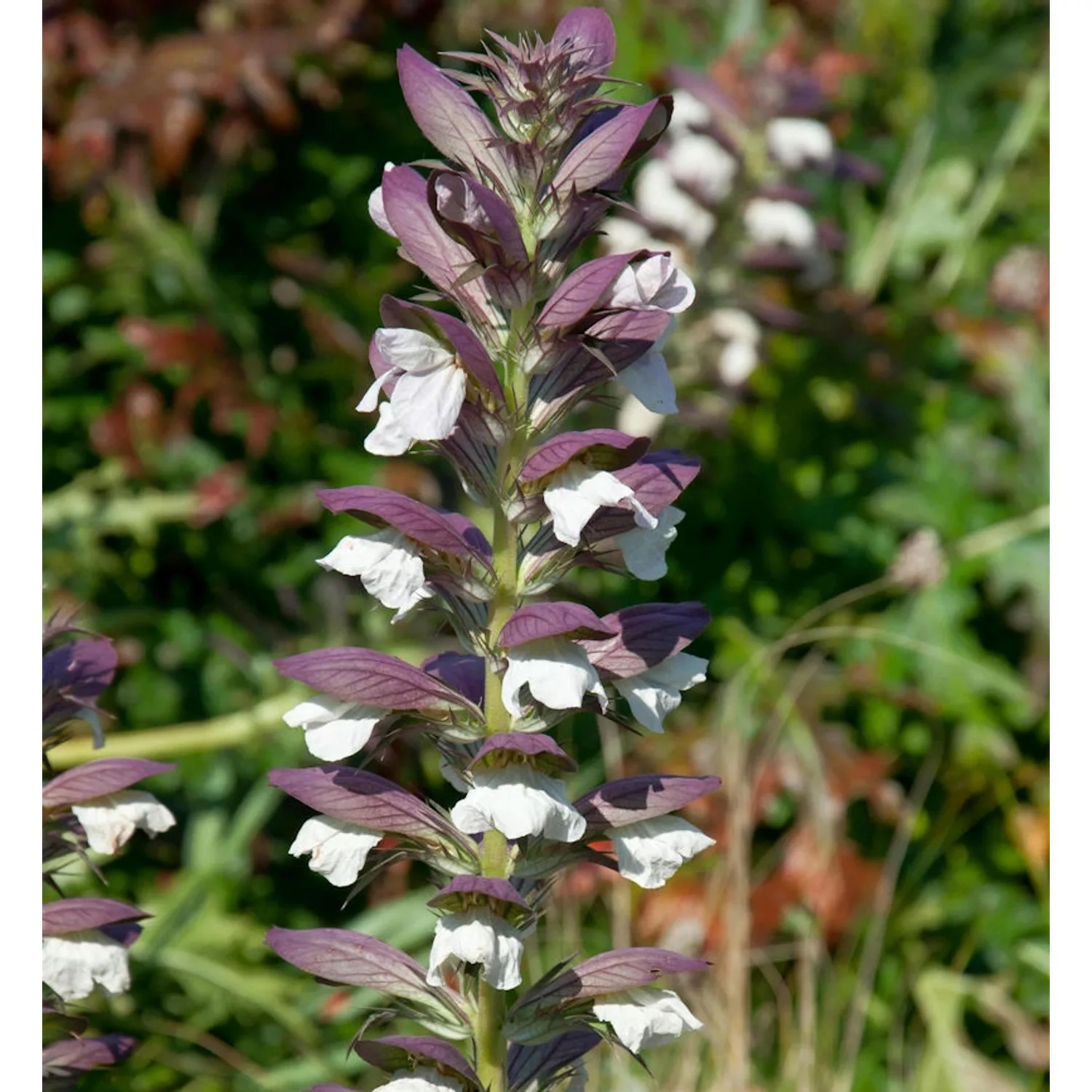 Balkan Bärenklaue White Lips - Acanthus hungaricus günstig online kaufen