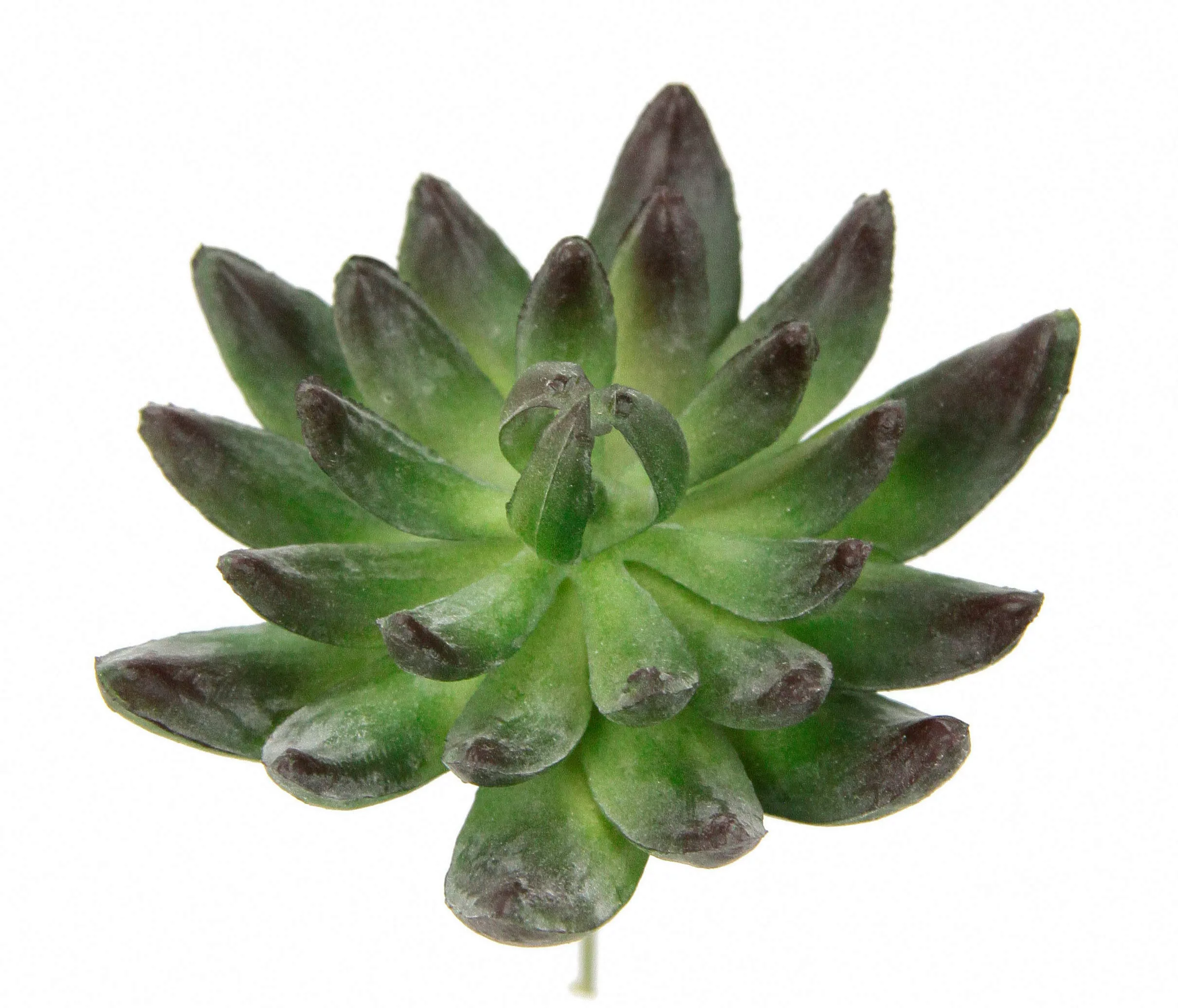 I.GE.A. Kunstpflanze "Dekorative Sukkulenten", 4er Set, künstliche Pflanzen günstig online kaufen