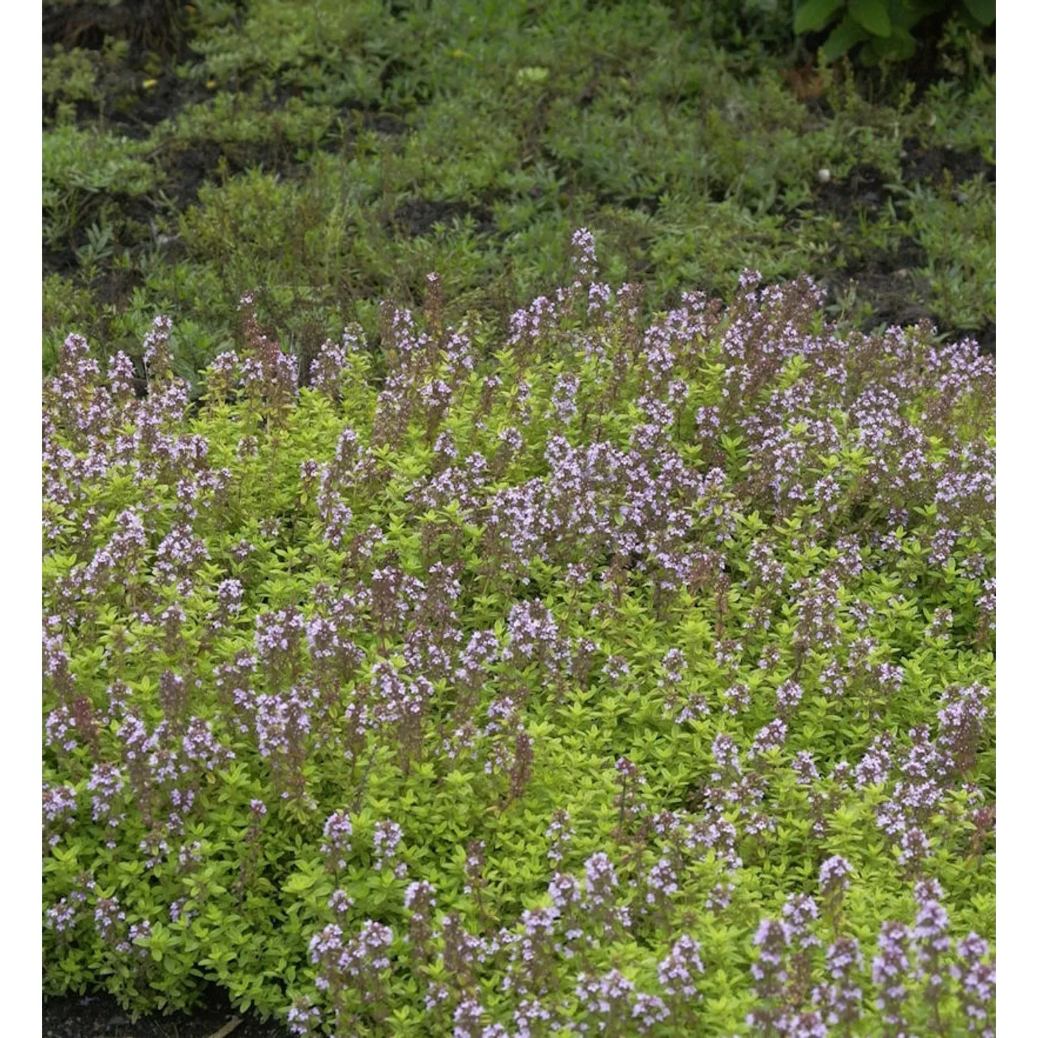 Echter Zitronen Thymian Lammefjord - Thymus citriodorus günstig online kaufen