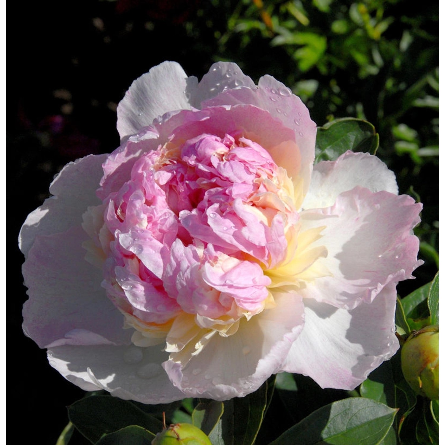 Edelpfingstrose Sorbet - Paeonia lactiflora günstig online kaufen