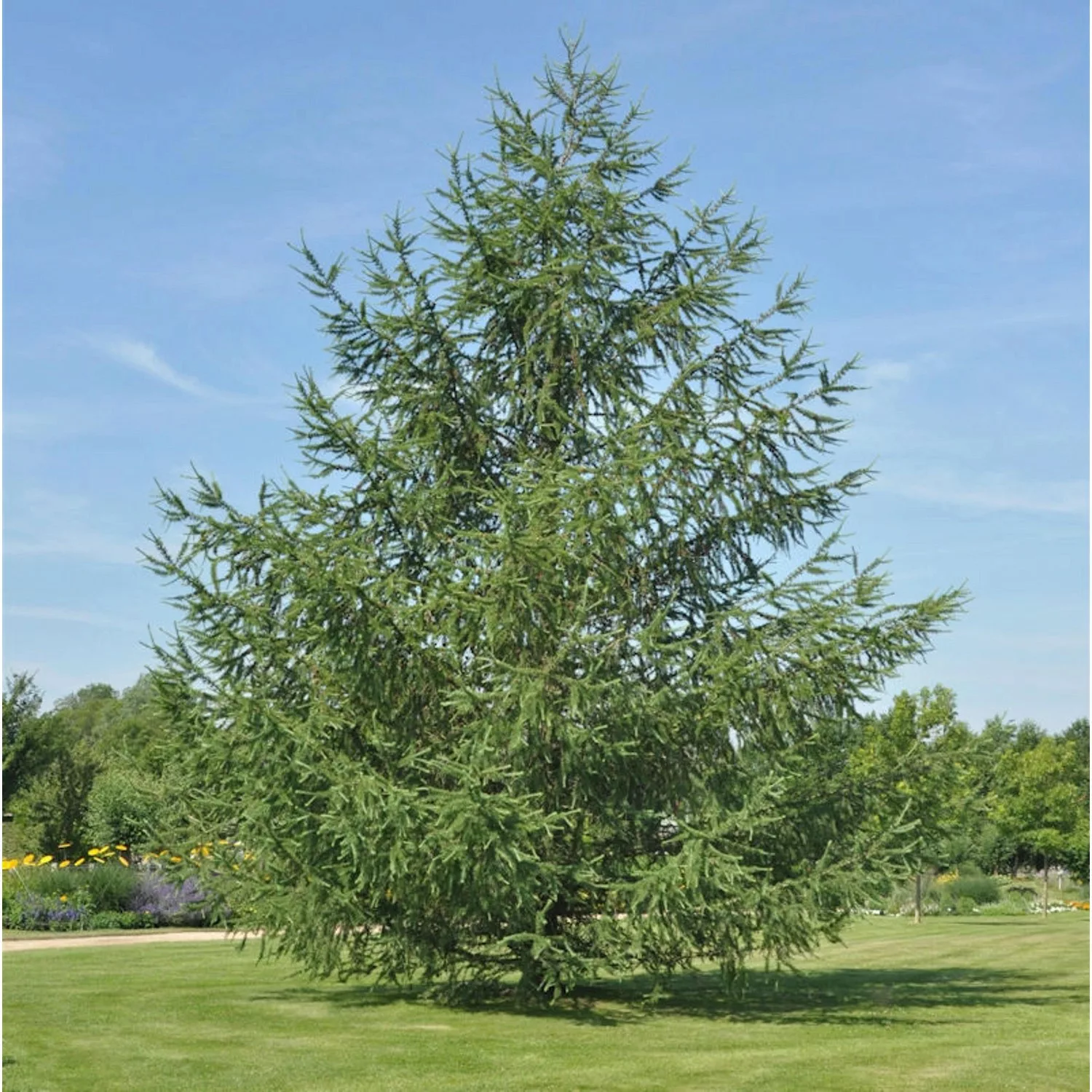 Japanische Lärche 100-125cm - Larix kaempferi günstig online kaufen
