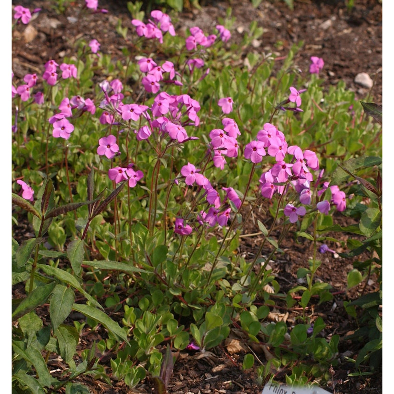 Hohe Flammenblume Jules Sandeau - Phlox Paniculata günstig online kaufen