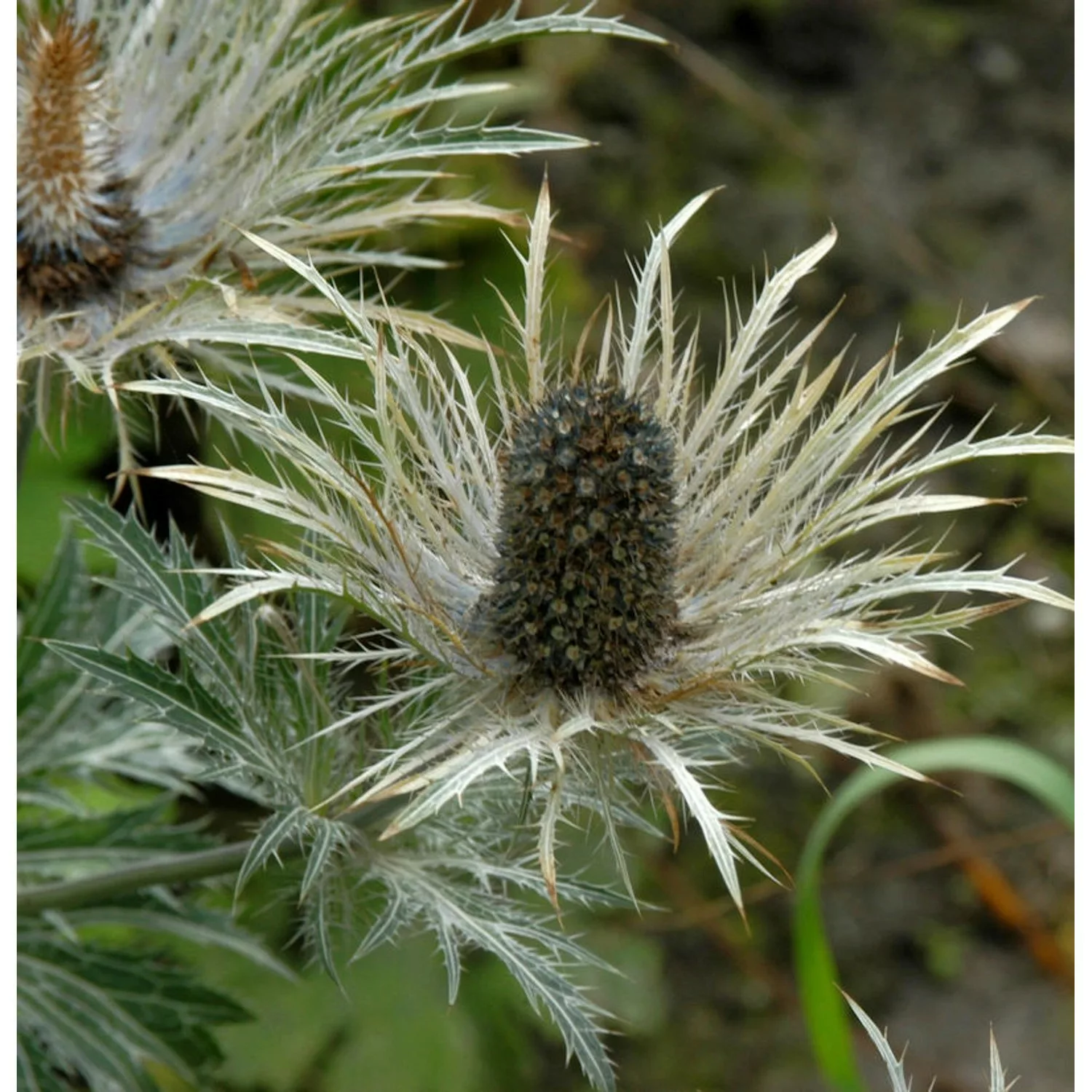 Garten-Mannstreu Donard - Eryngium zabelii günstig online kaufen