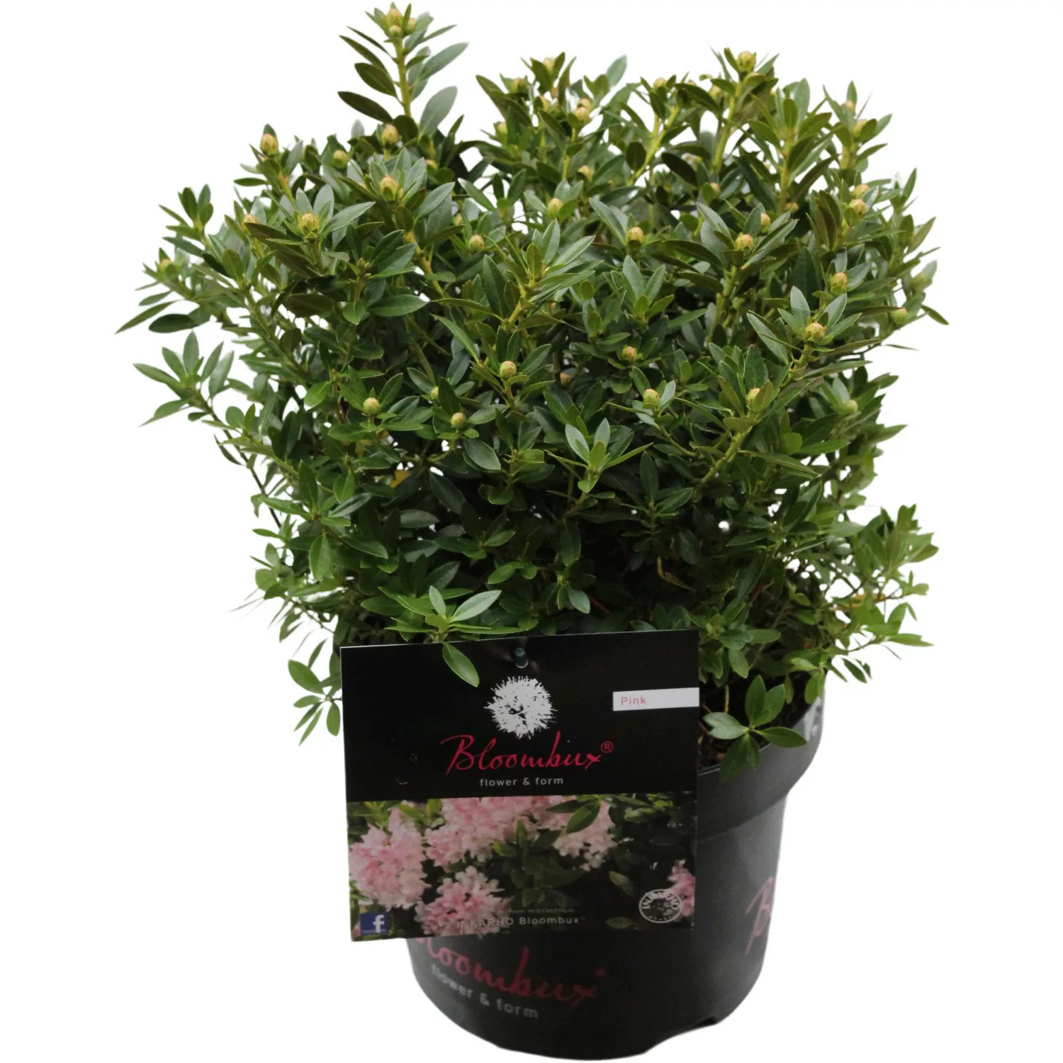 Zwerg-RhododendronBloombux Pink Höhe ca. 10 - 30 cm Topf ca. 5 l günstig online kaufen