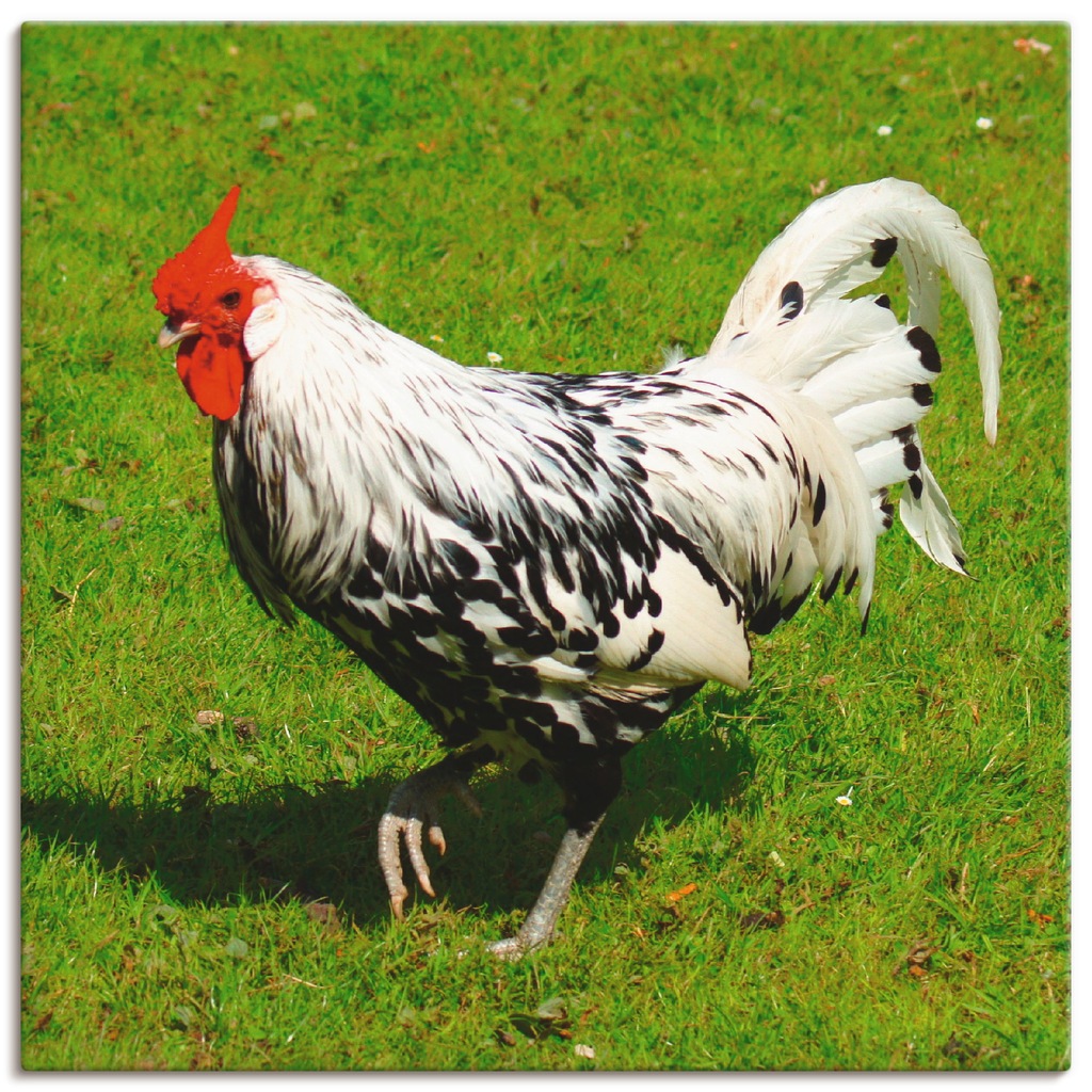 Artland Leinwandbild "Gepunktetes Huhn", Vögel, (1 St.), auf Keilrahmen ges günstig online kaufen