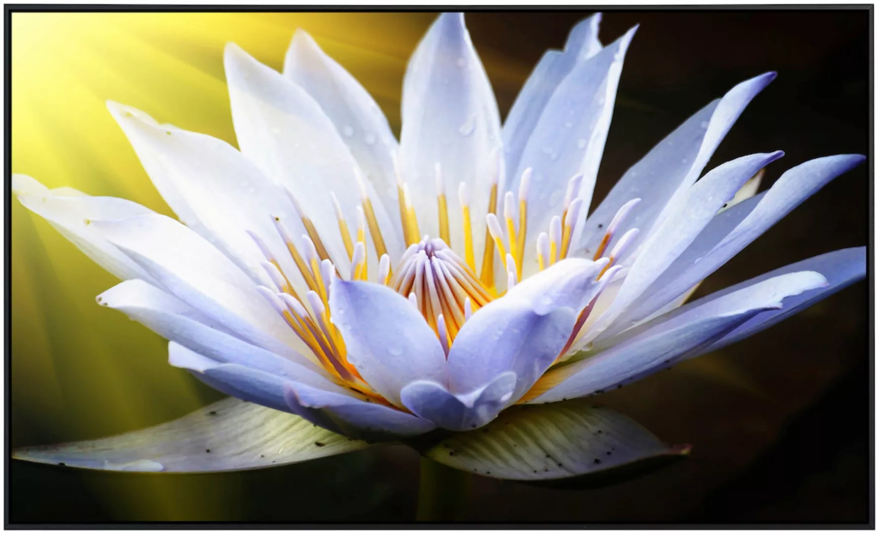 Papermoon Infrarotheizung »Lotus Blume«, sehr angenehme Strahlungswärme günstig online kaufen