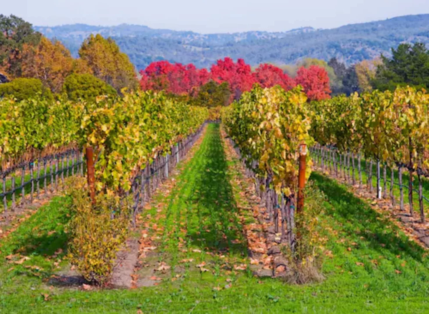 Papermoon Fototapete »WEINBERG IM HERBST-WINZER REBE WEIN GEBIRGE FELD WIES günstig online kaufen