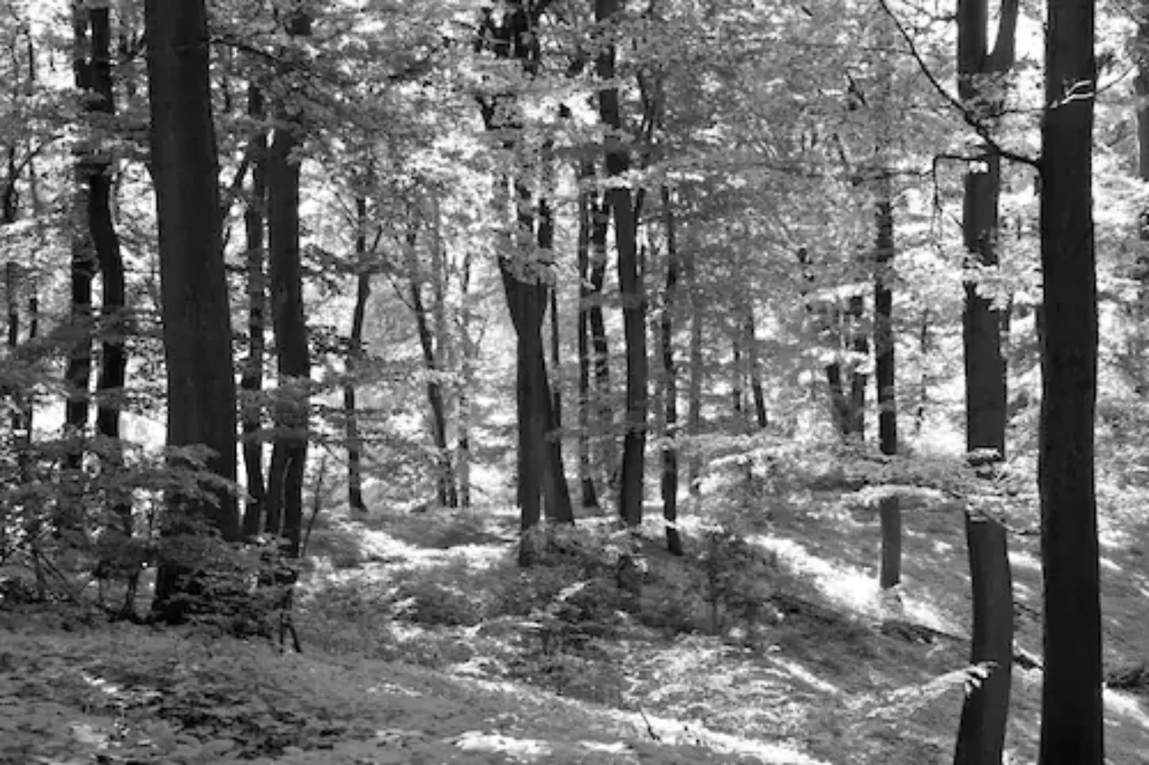Papermoon Fototapete »Wald Schwarz & Weiß« günstig online kaufen