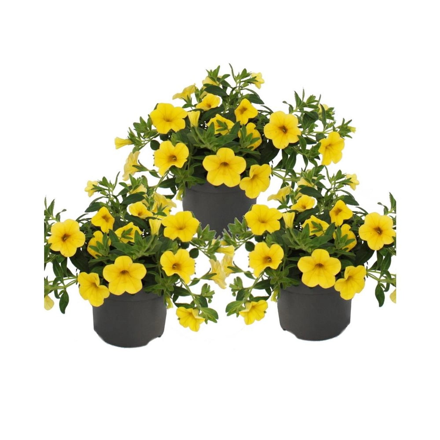 Exotenherz Zauberglöckchen Minihängepetunie Calibrachoa 12cm Topf Set mit 3 günstig online kaufen