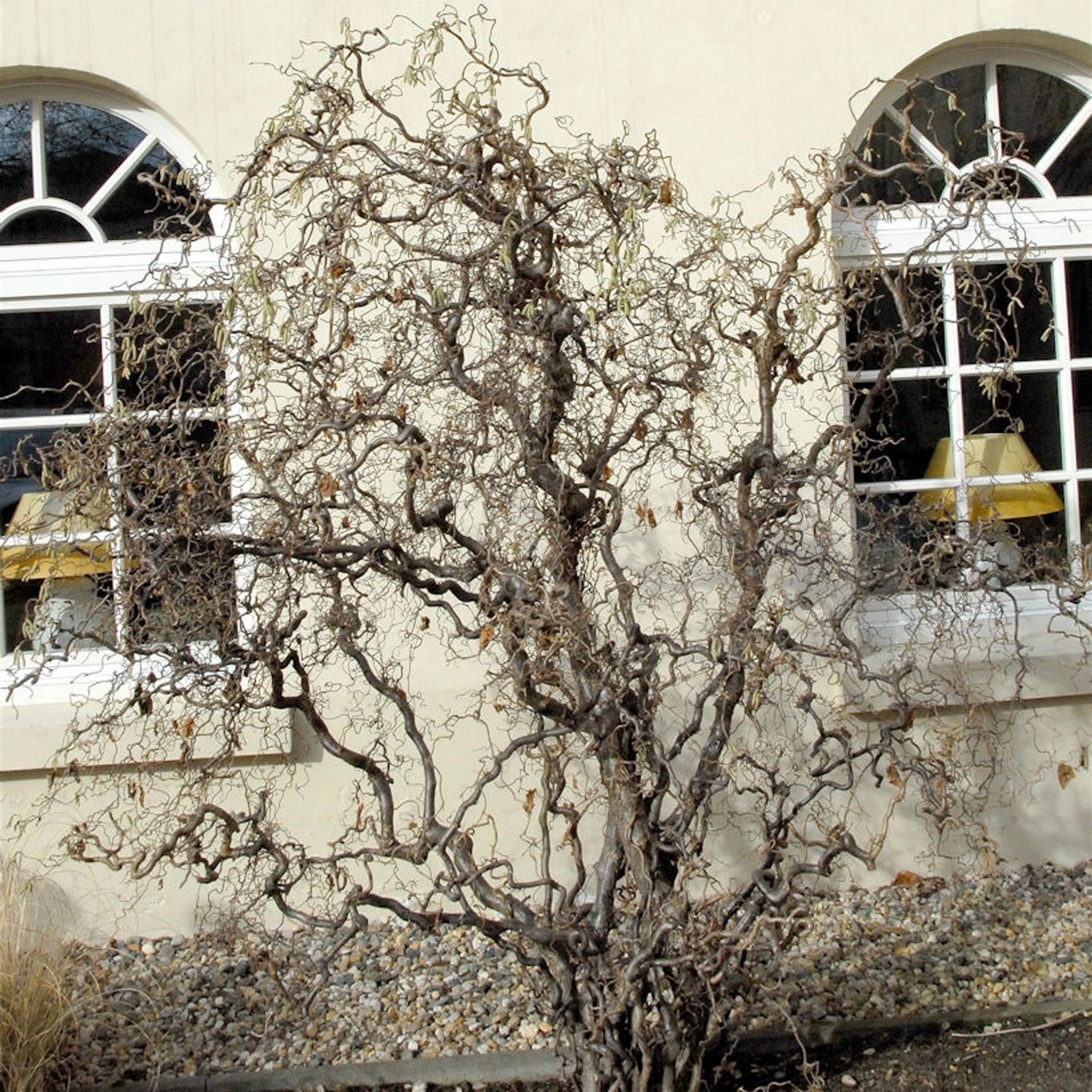 Korkenzieher Hasel 100-125cm - Corylus avellana günstig online kaufen