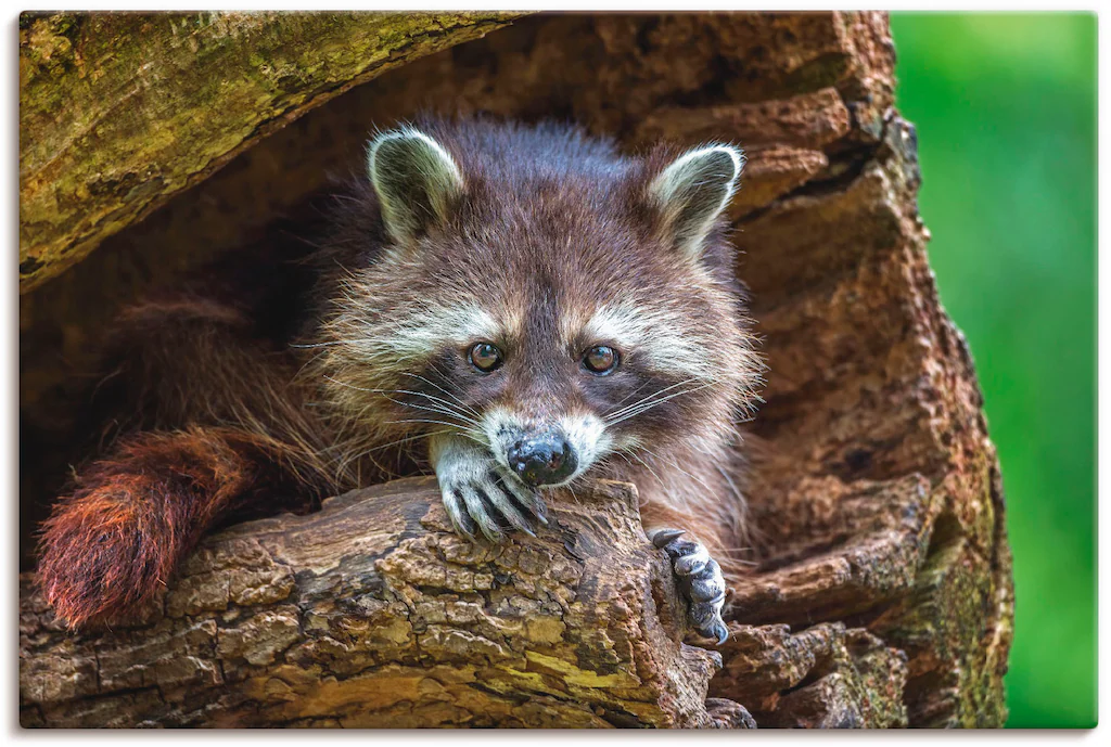 Artland Leinwandbild "Waschbär", Wildtiere, (1 St.), auf Keilrahmen gespann günstig online kaufen