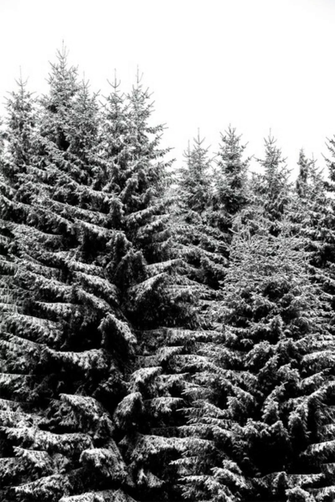 Poster / Leinwandbild - Snowy Christmas Trees günstig online kaufen