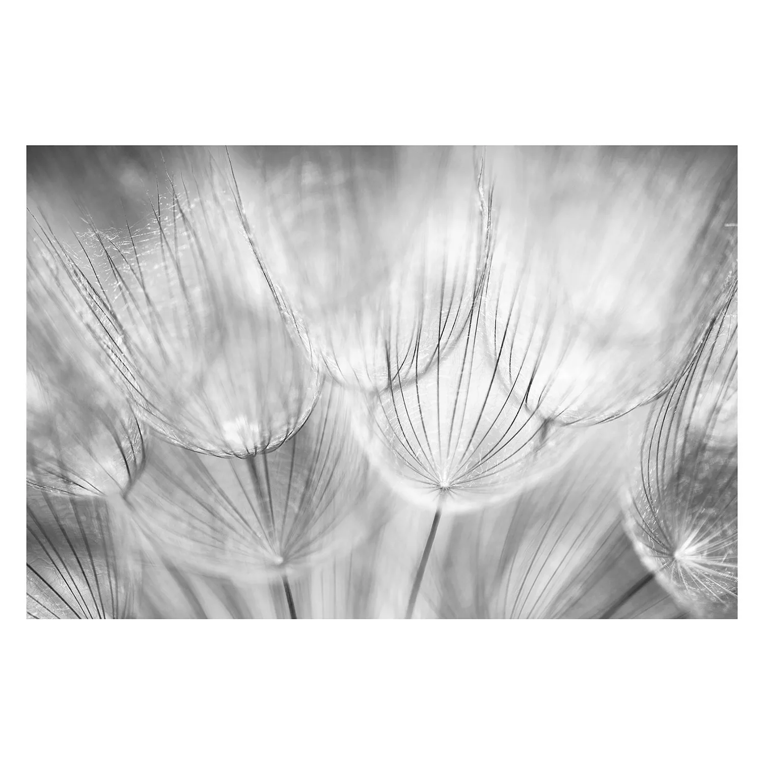 Bilderwelten Blumentapete Pusteblumen Makroaufnahme in schwarz weiß schwarz günstig online kaufen
